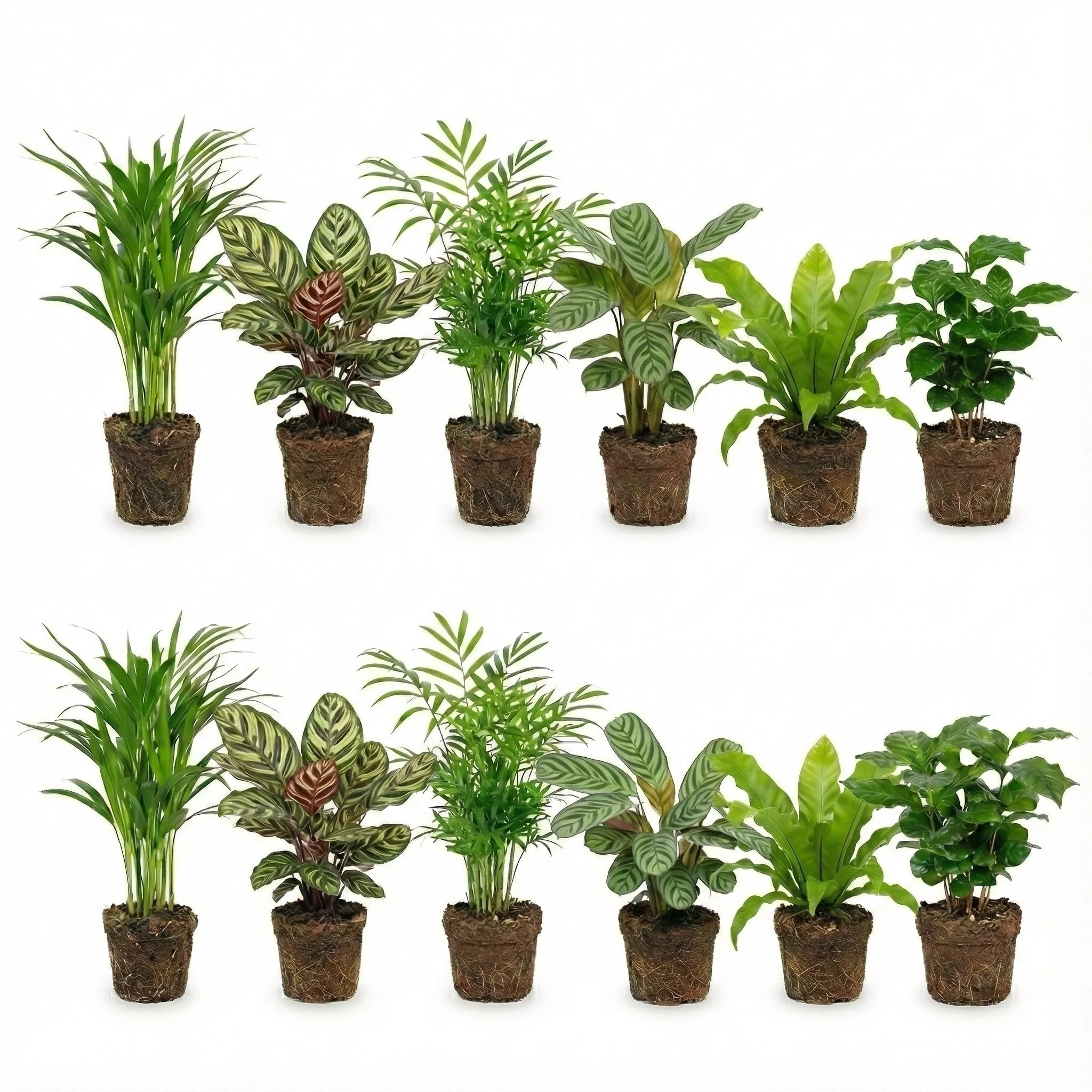 Plantas De Interior Purificadoras De Aire - Set De 12