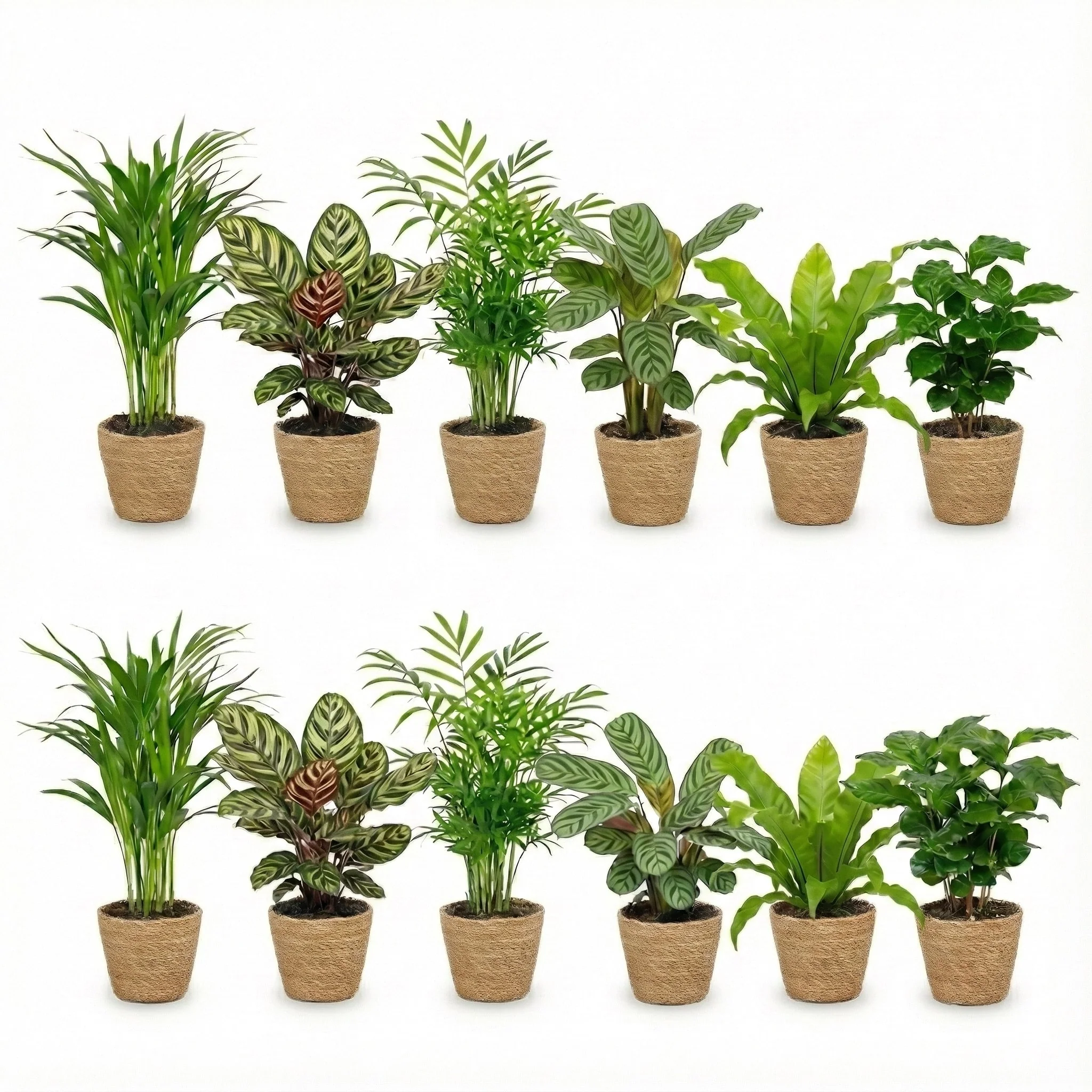 Plantas Purificadoras Con Cesta - Set 12 - Ø12 Cm - 30-40 Cm