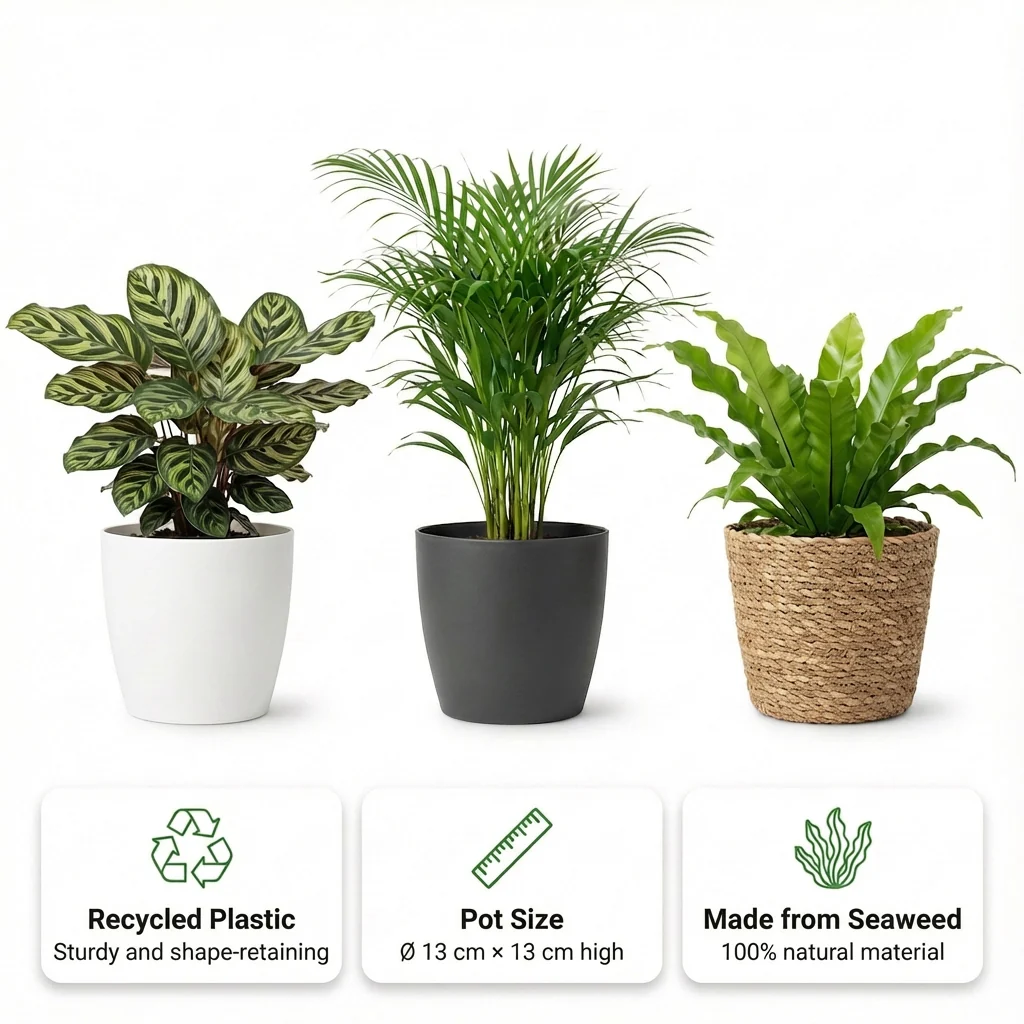 Plantas Purificadoras Con Cesta - Set 12 - Ø12 Cm - 30-40 Cm - Image 3