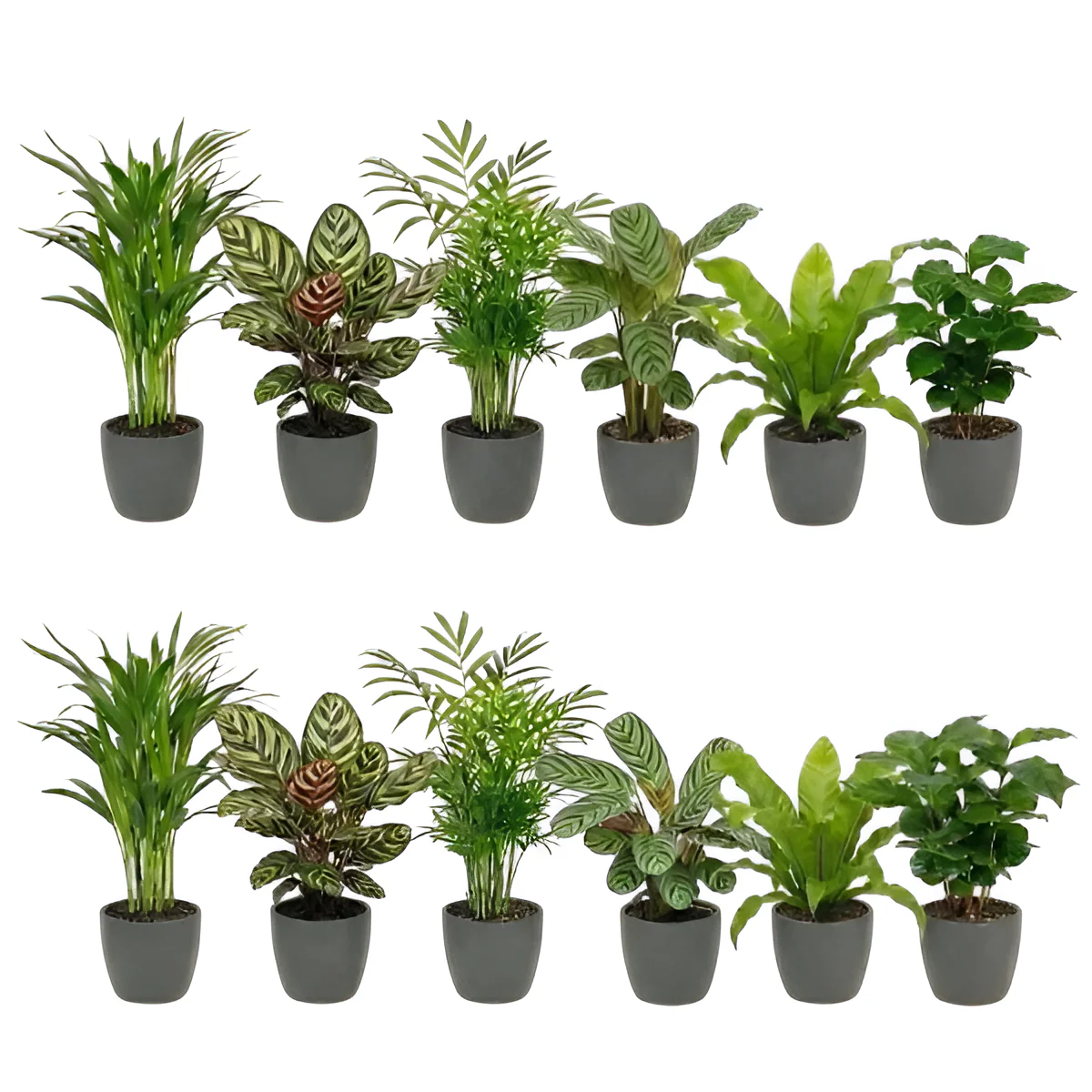 Plantas Purificadoras Con Maceta Antracita - Set De 12