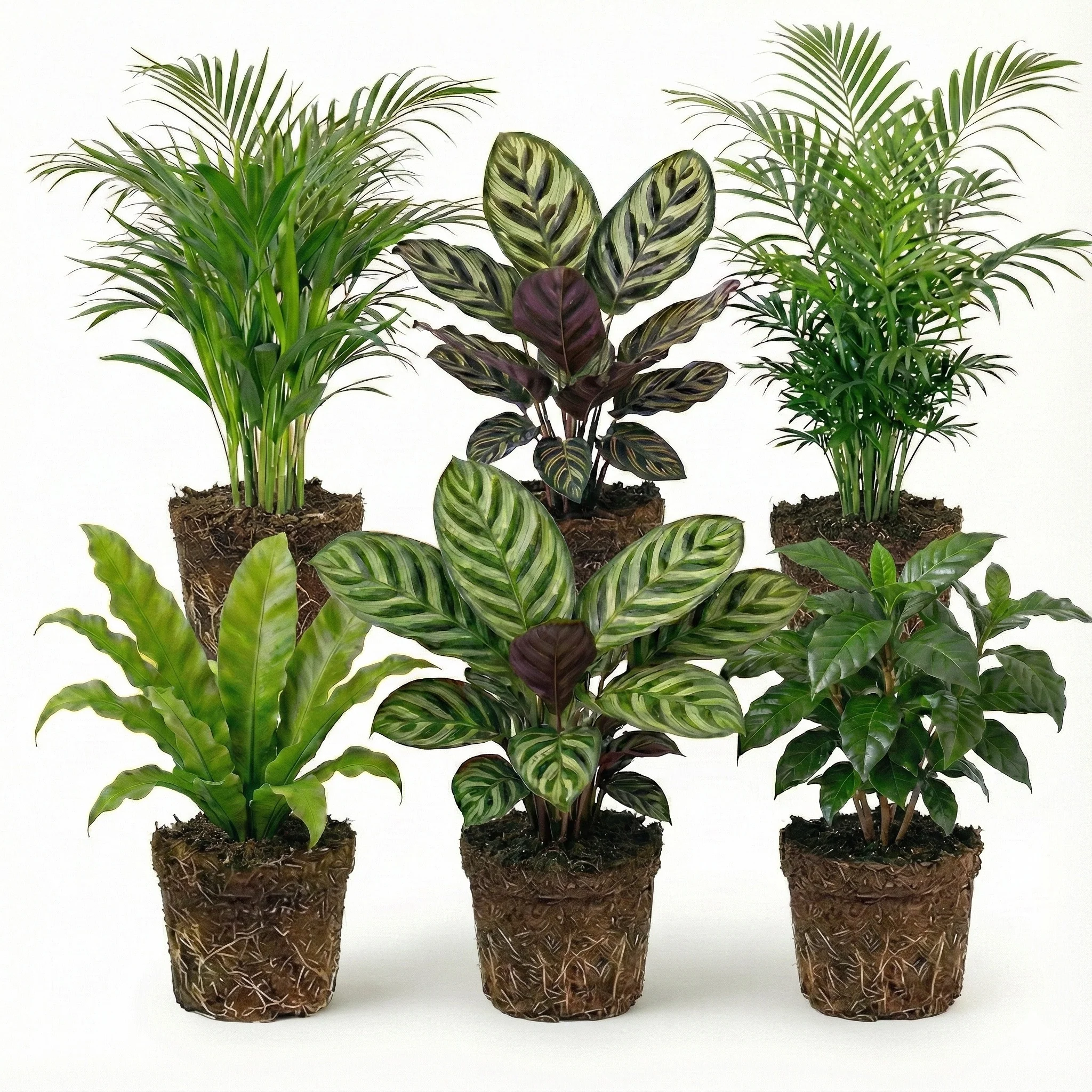 Plantas Purificadoras De Aire - 6 Unidades - Ø12 Cm - 30-40 Cm