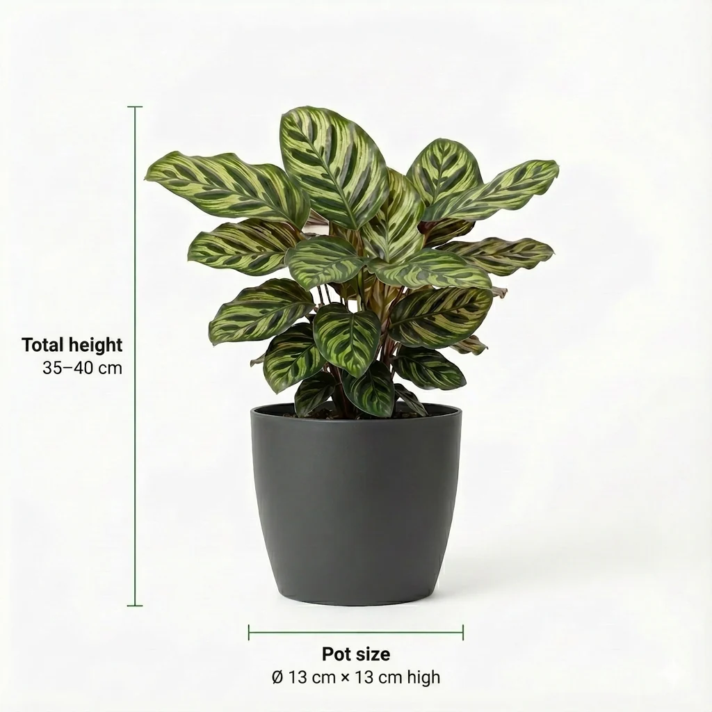 Plantas Purificadoras De Aire - 6 Unidades - Ø12 Cm - 30-40 Cm - Image 4