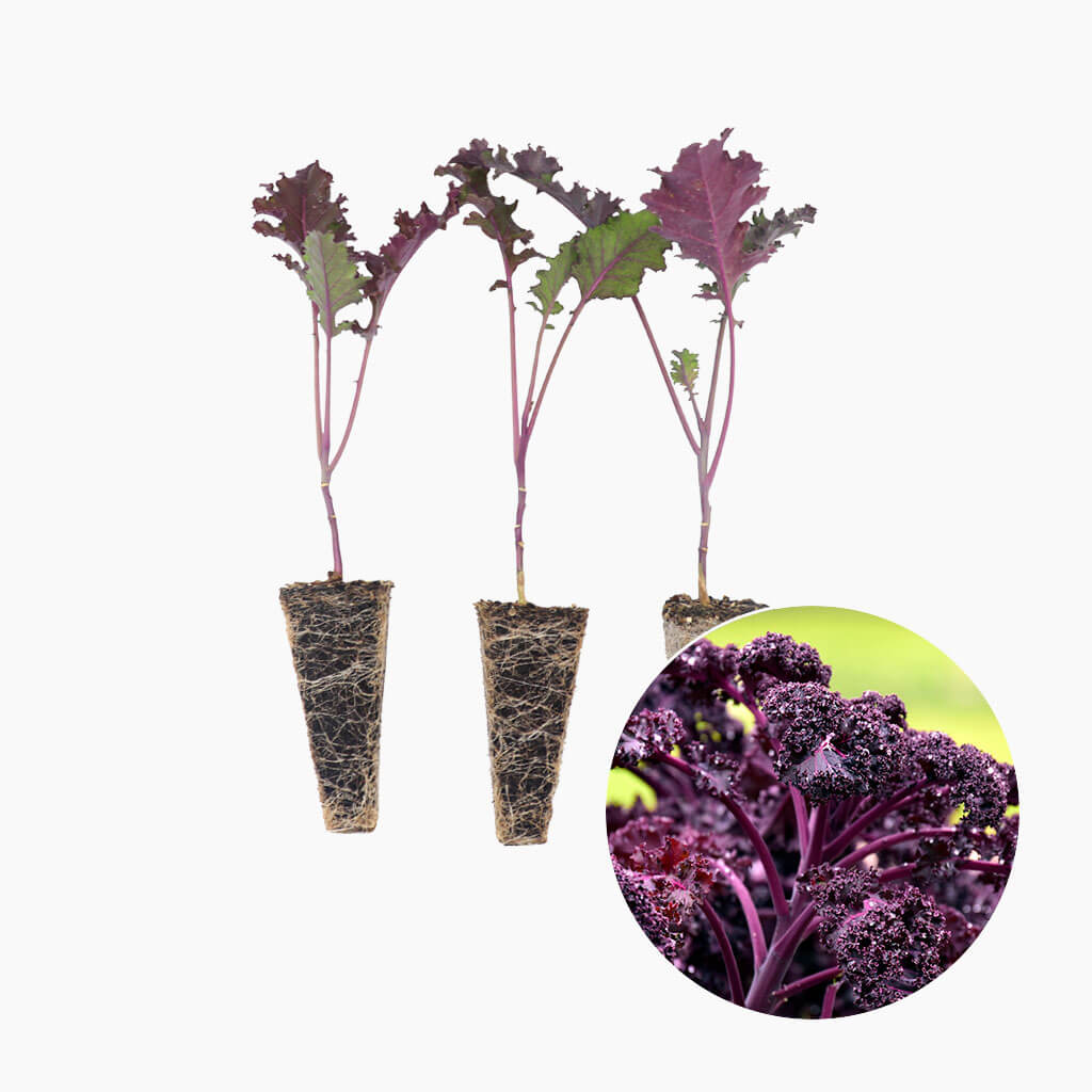Plantón Col Kale Morada 3 Unidades - PlantaBo