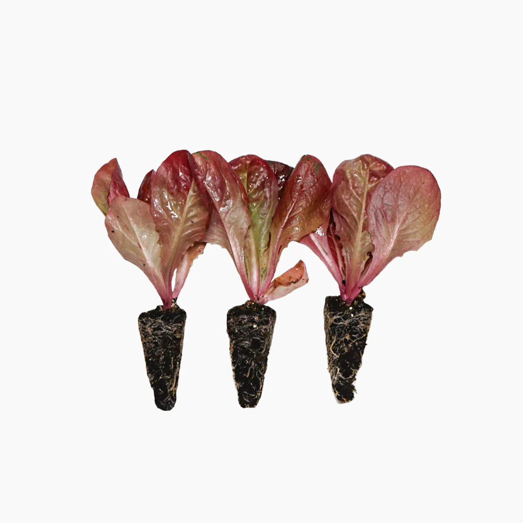Plantón Lechuga Cuatro Estaciones 10 Unidades - PlantaBo