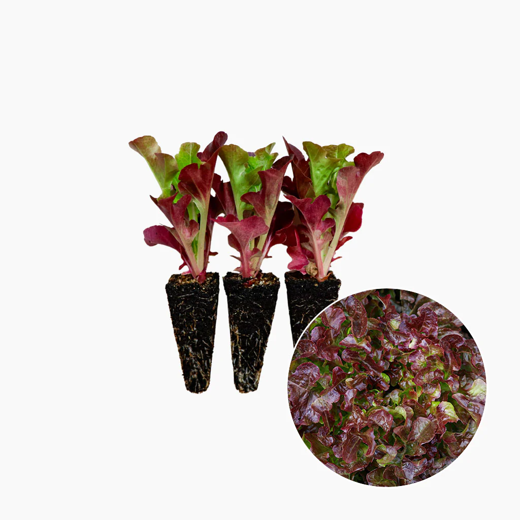 Plantón Lechuga Hoja De Roble Roja 10 Unidades - PlantaBo