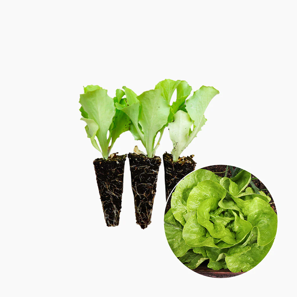 Plantón Lechuga Trocadero 10 Unidades - PlantaBo