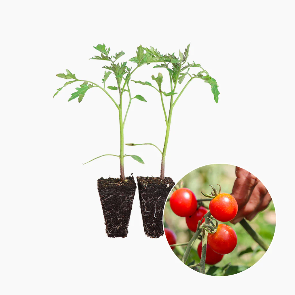 Plantón Tomate Cherry Redondo Rojo 2 Unidades - PlantaBo
