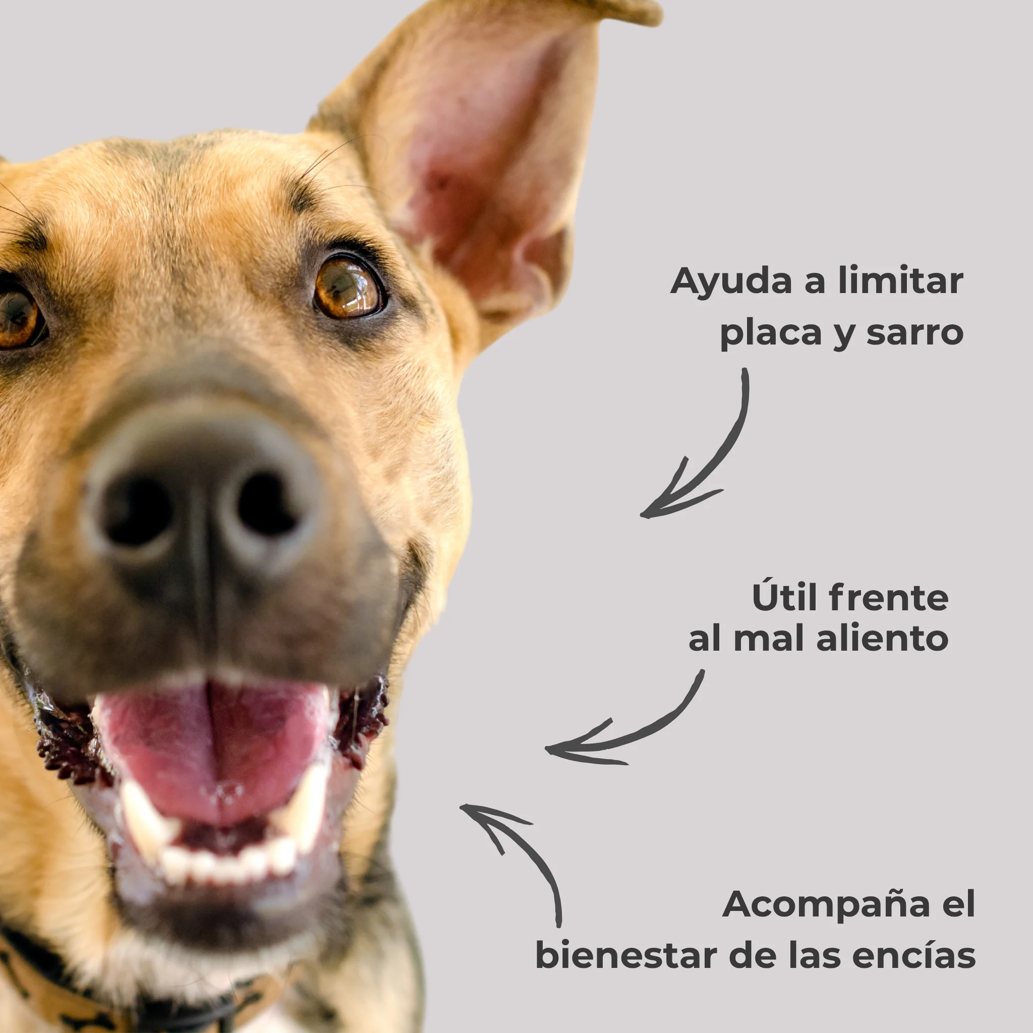 Polvo dental natural para perros y gatos – Limpieza dental, sarro y mal aliento – 100 g - Image 4