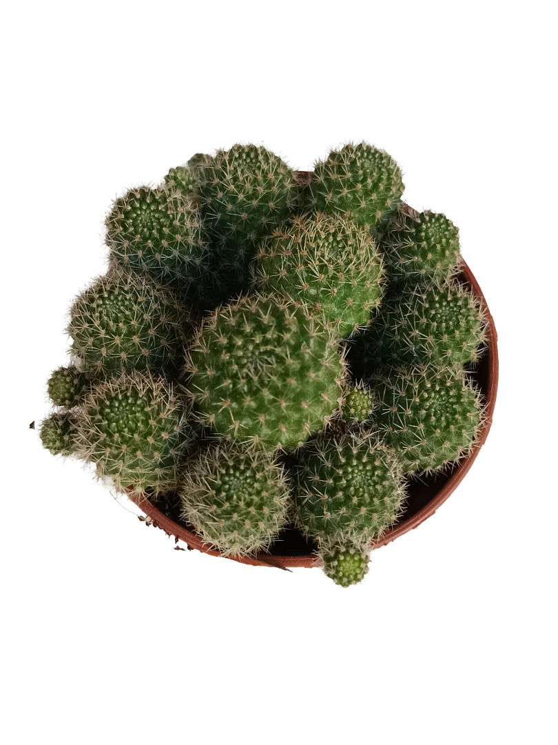 Rebutia Flavystila Cactus Flor Naranja Ø5