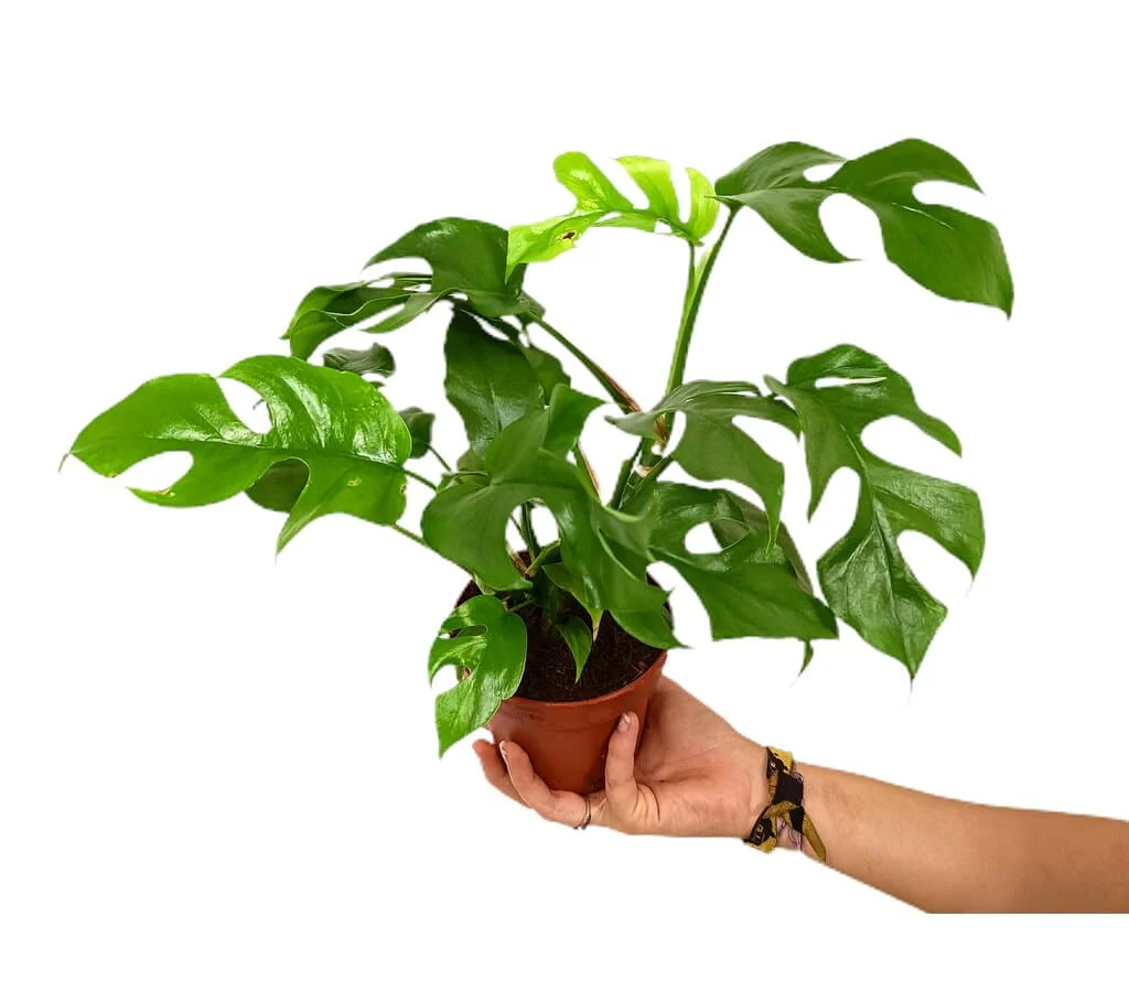Rhaphidophora Tetrasperma M12 25cm (monstera Minima)