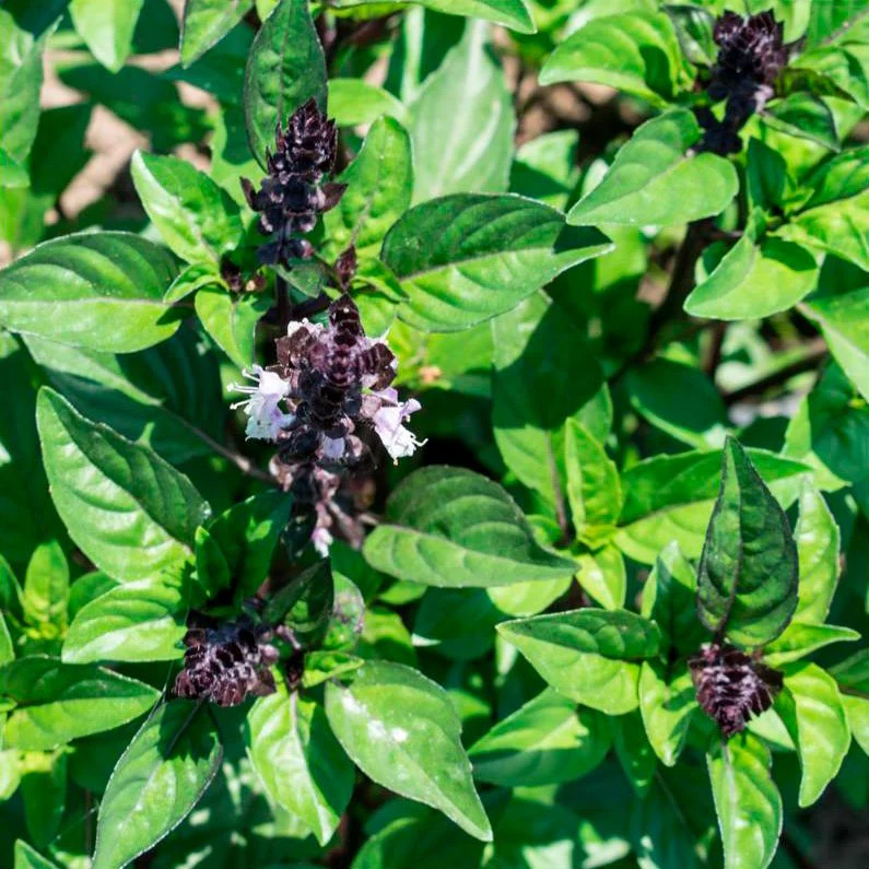 Semillas Albahaca Canela Ecológicas
