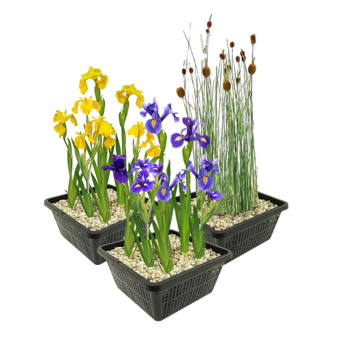Set Plantas Estanque 12 Unidades - Plantas Palustres - Resistentes