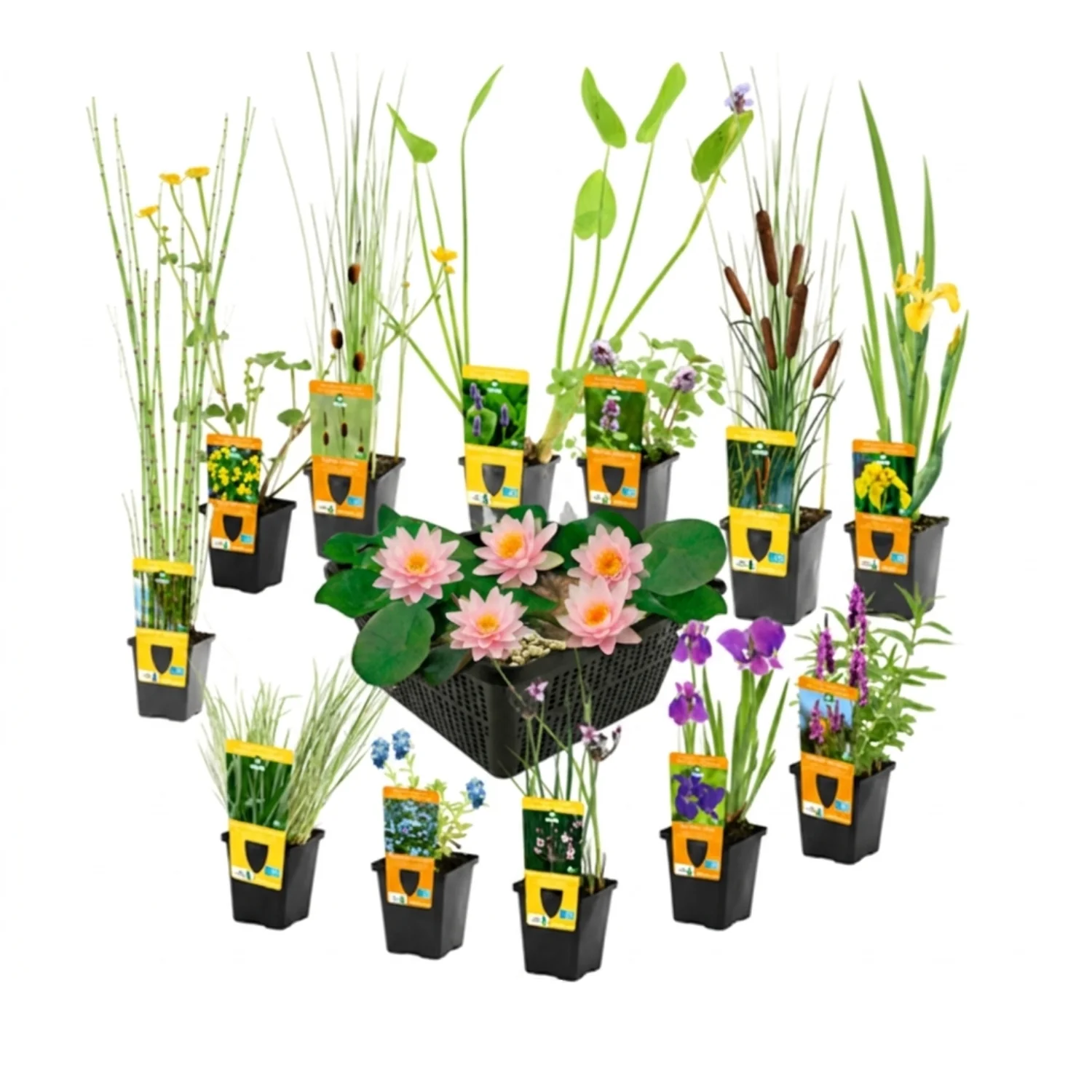 Set Sorpresa Plantas Estanque - 12 Plantas Incl. Nenúfar Rosa