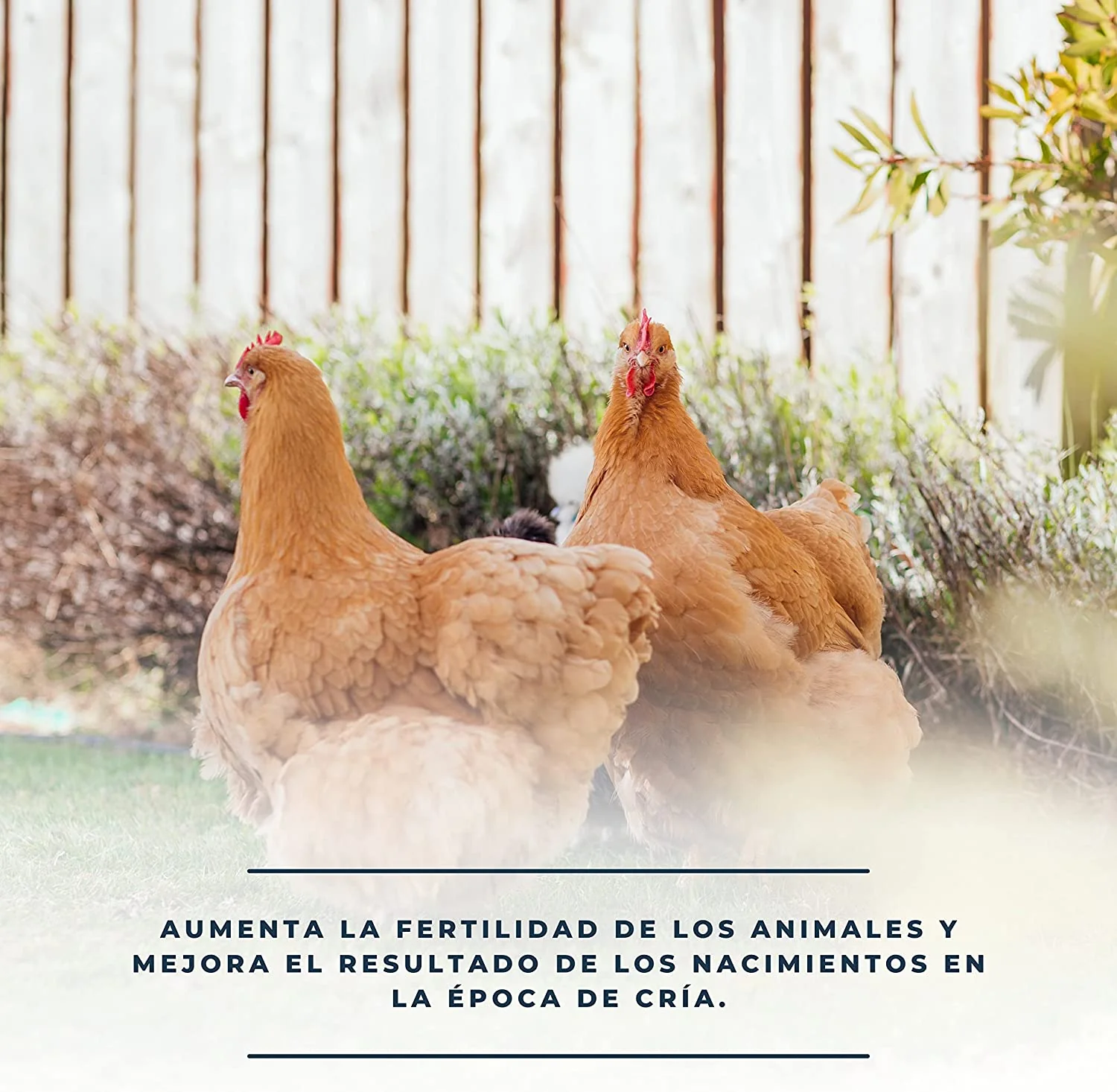SoluFértil 250ml - Reproducción aves - Vitamina E, selenio y oligoelementos esenciales durante la época de puesta - Image 4