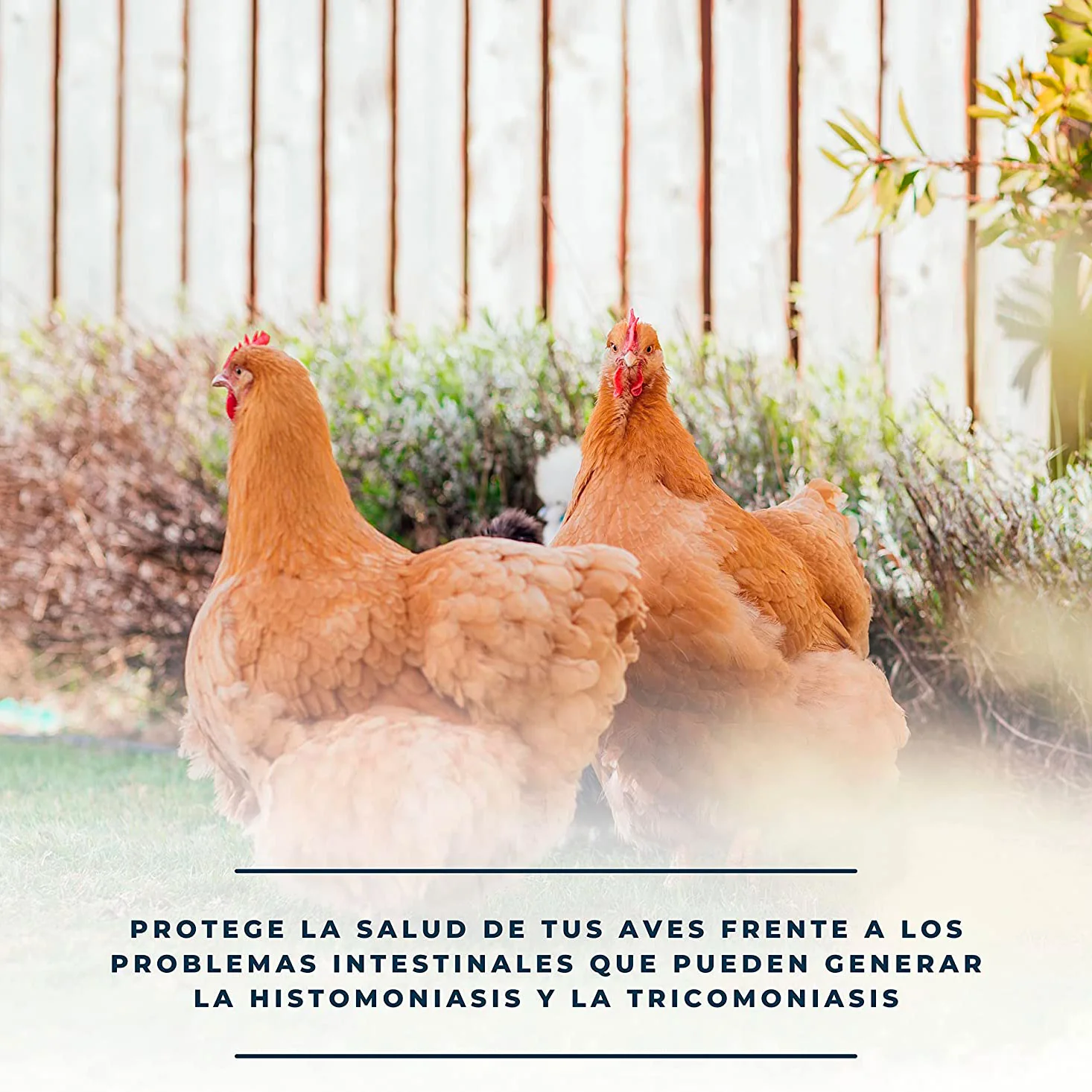 SoluZol 250ml – Complemento nutricional natural para aves – Apoyo digestivo y bienestar intestinal– 100% vegetal - Image 4