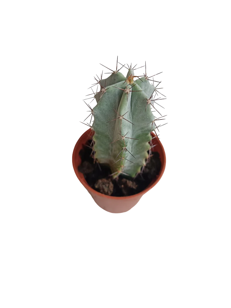 Stenocereus Pruinosus Cactus Planta 5 Cms