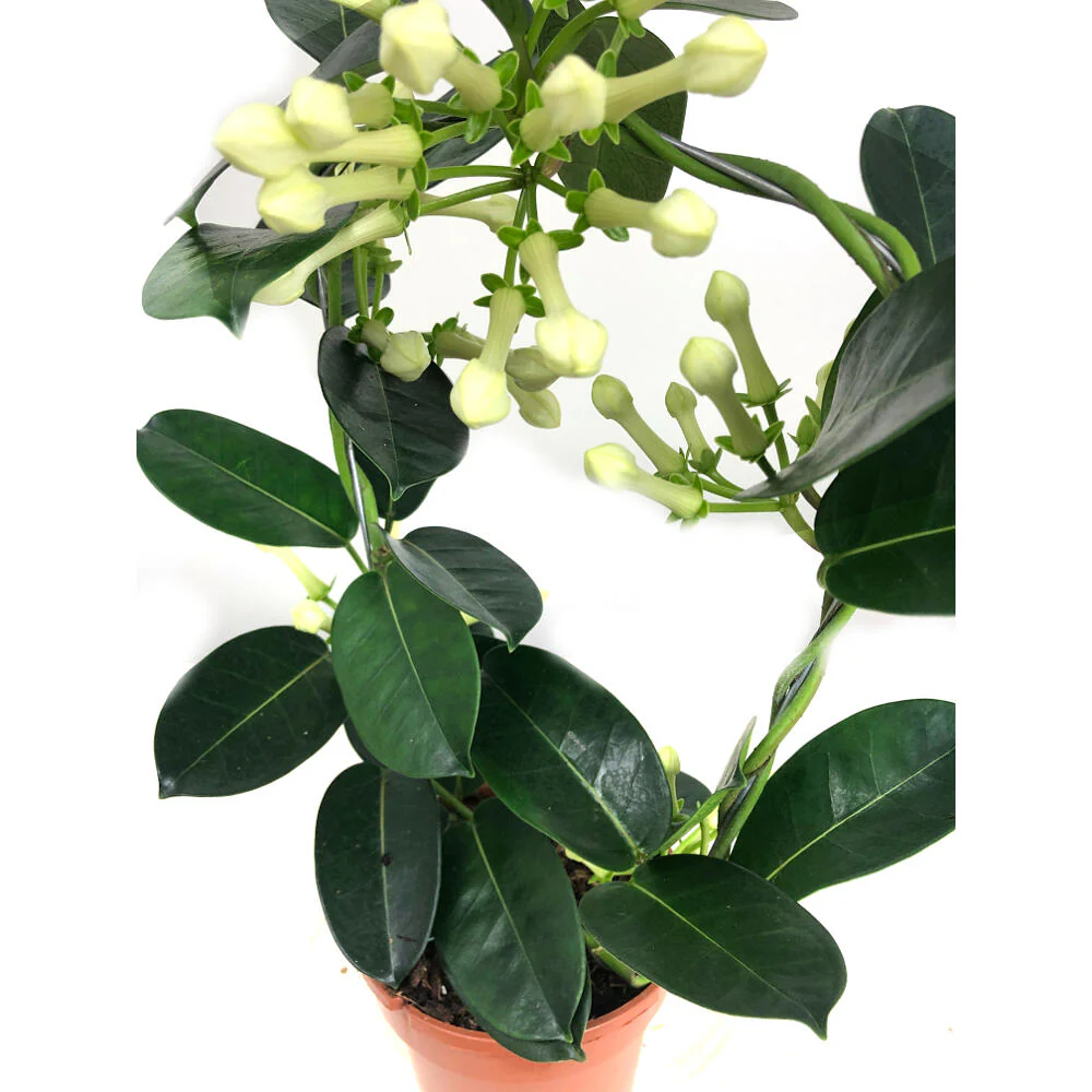 Stephanotis Floribunda M12 (jazmín De Madagascar) - Image 2