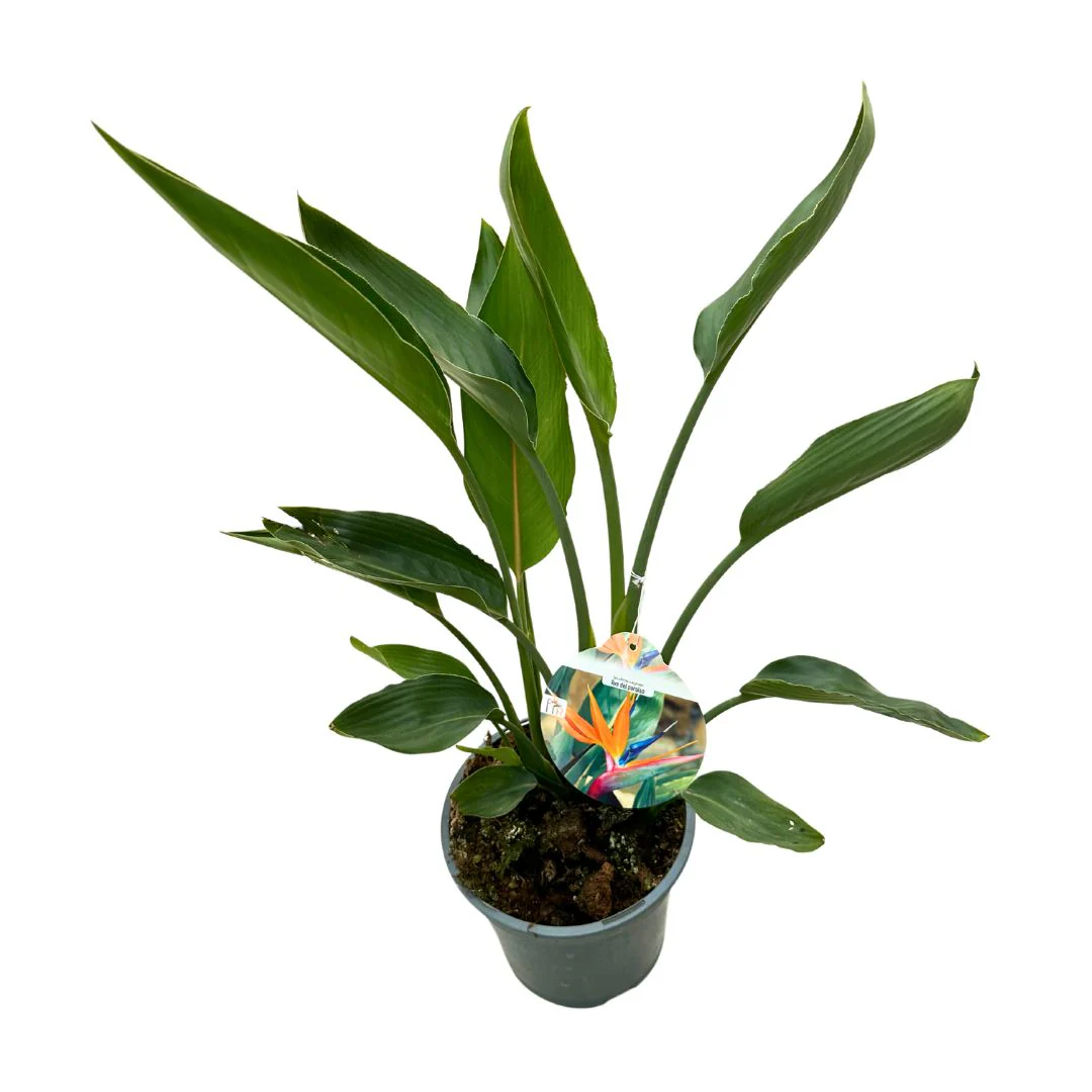 Strelitzia Reginae Planta De Jardín (ave Del Paraíso) Maceta 14cm