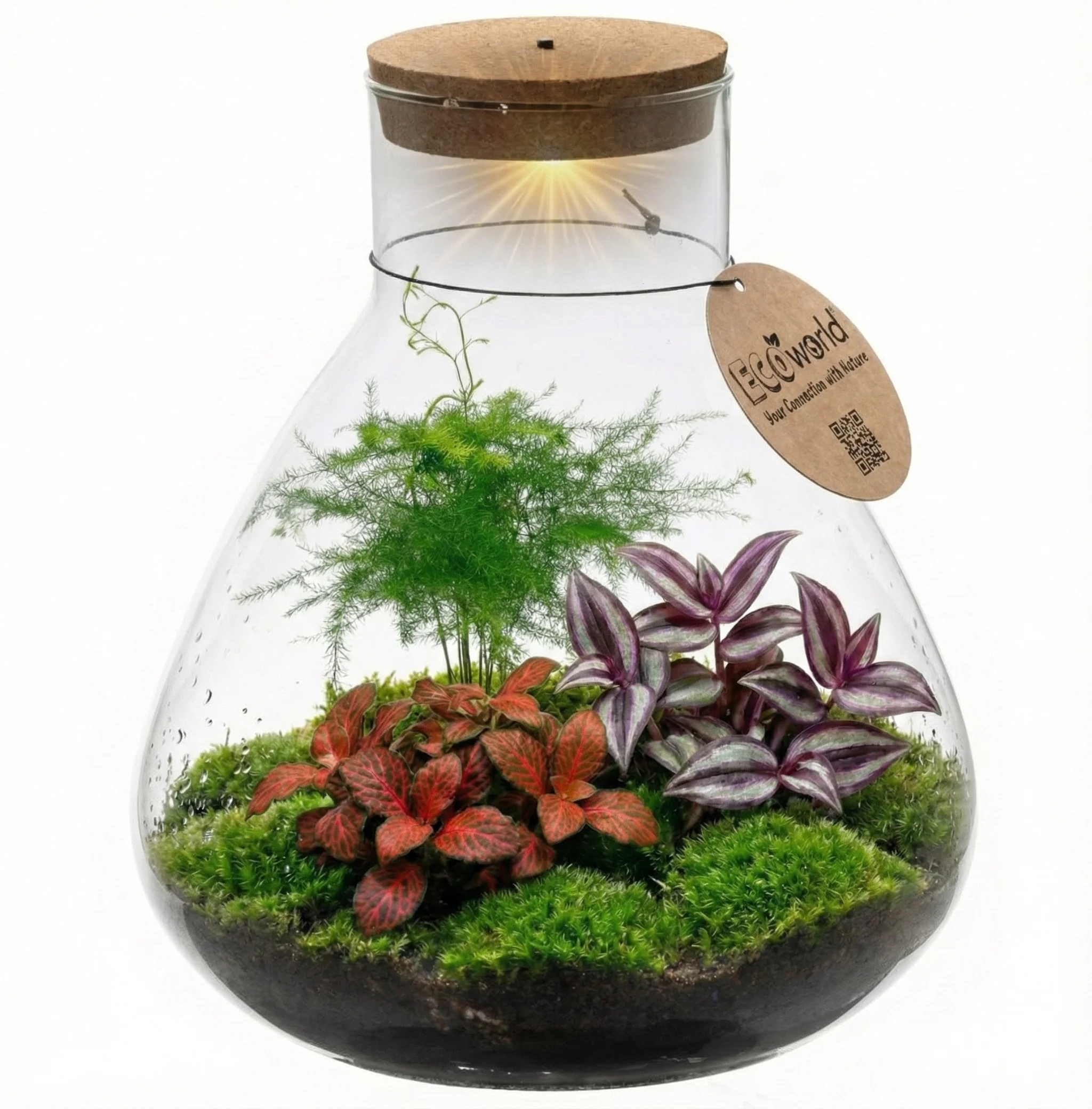 Terrario De Plantas Ø30 Cm - Ecosistema - Cristal - Diy