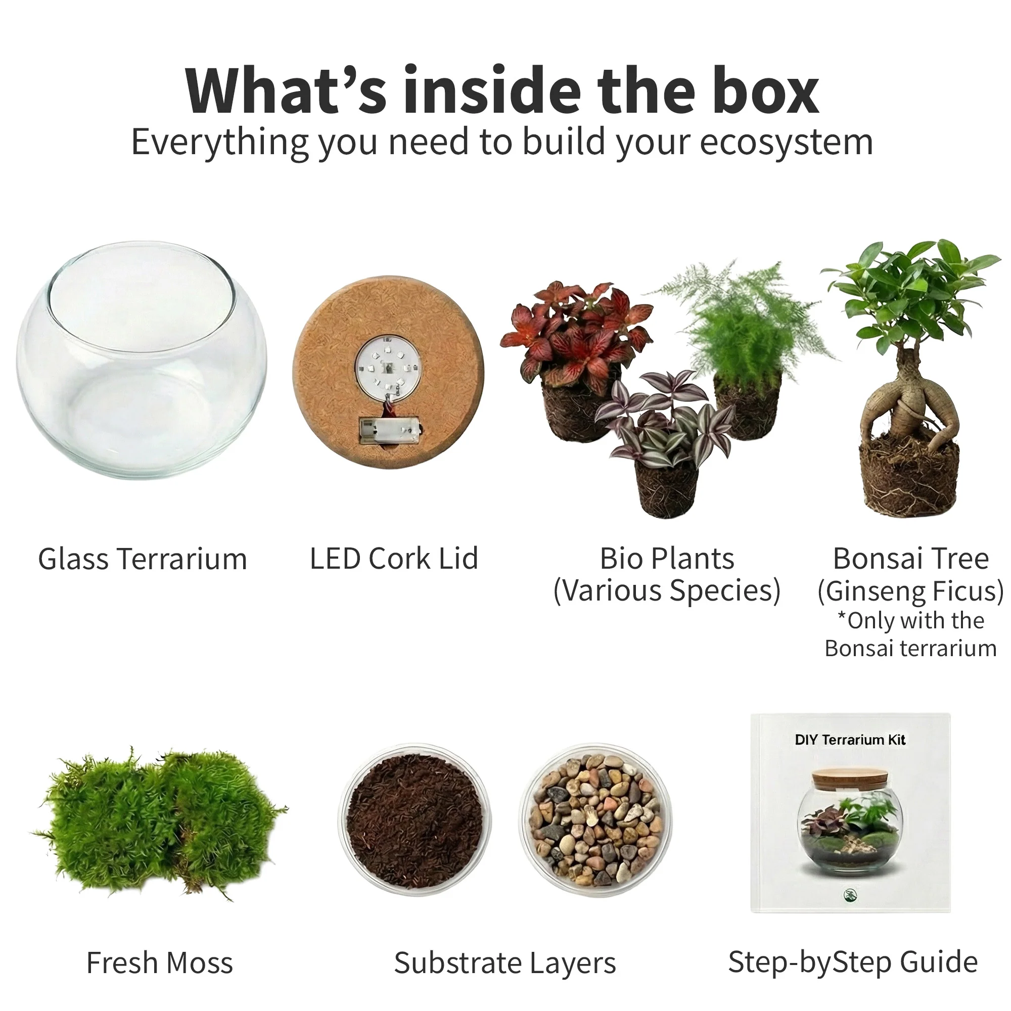 Terrario De Plantas Ø30 Cm - Ecosistema - Cristal - Diy - Image 5