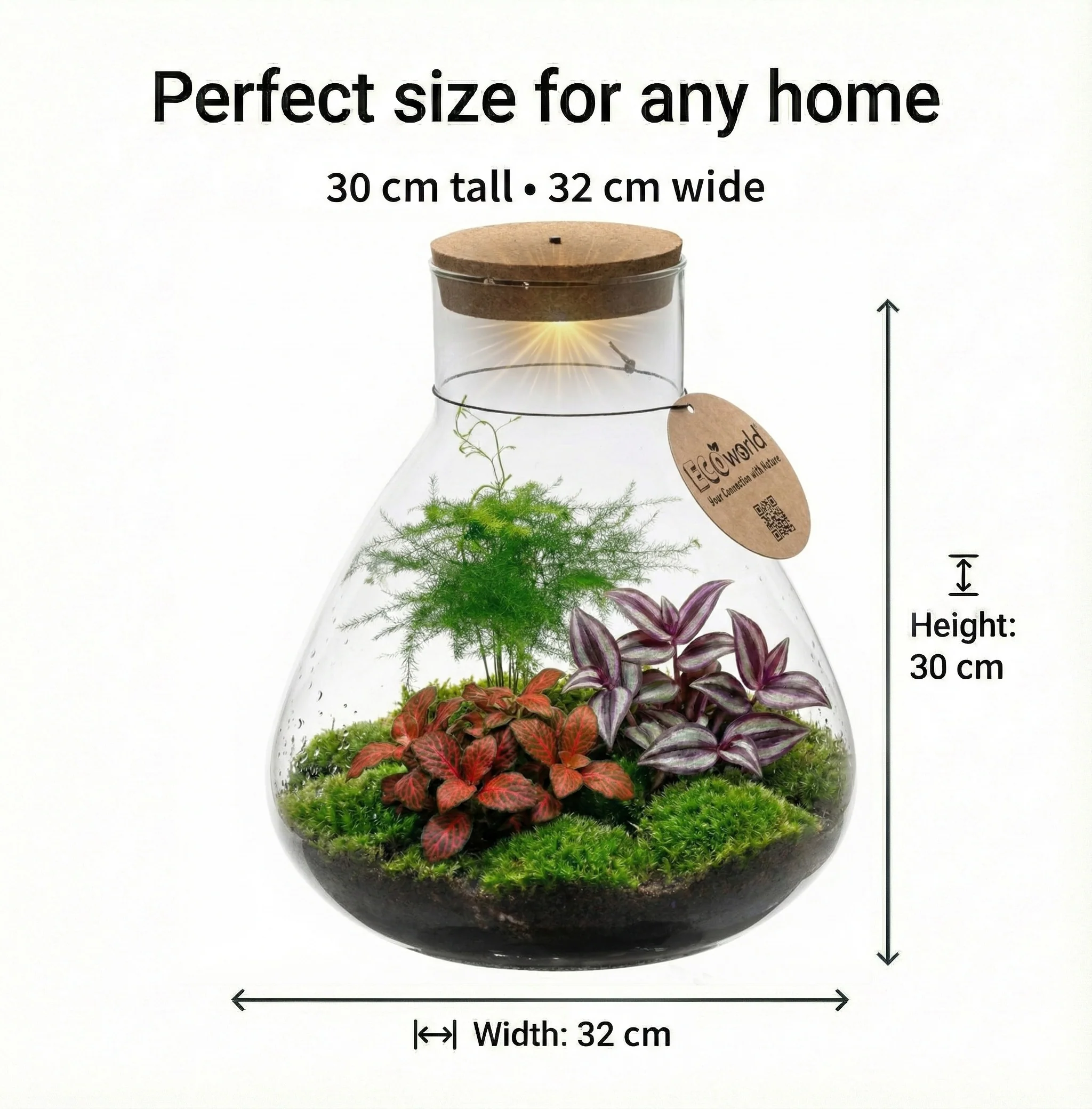 Terrario De Plantas Ø30 Cm - Ecosistema - Cristal - Diy - Image 6
