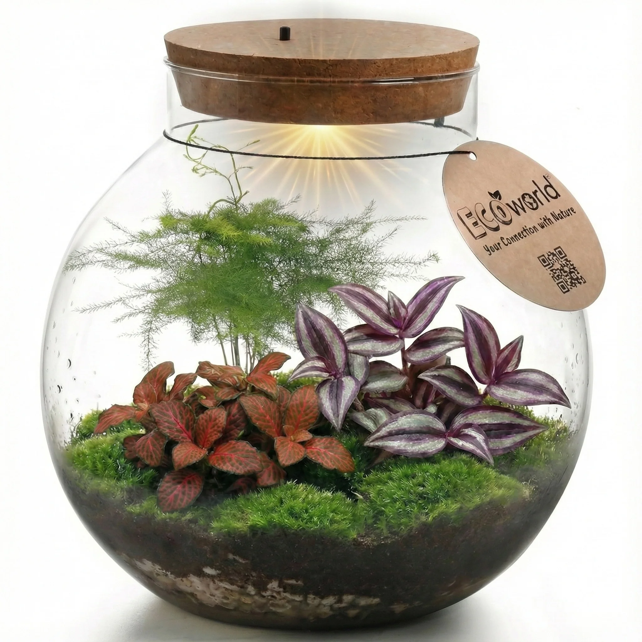 Terrario Grande - Ø30 Cm - Ecosistema - Cristal - Diy