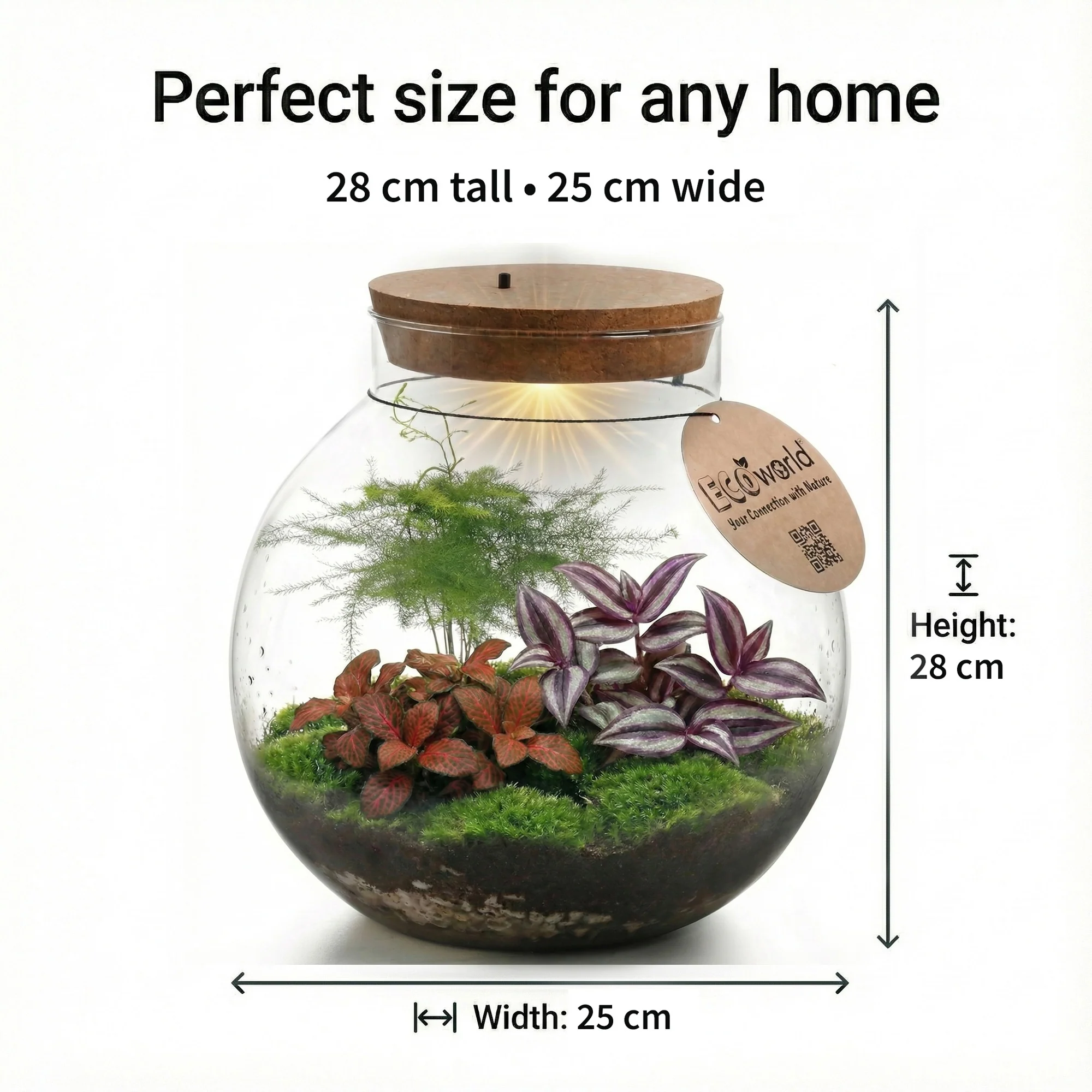Terrario Grande - Ø30 Cm - Ecosistema - Cristal - Diy - Image 6