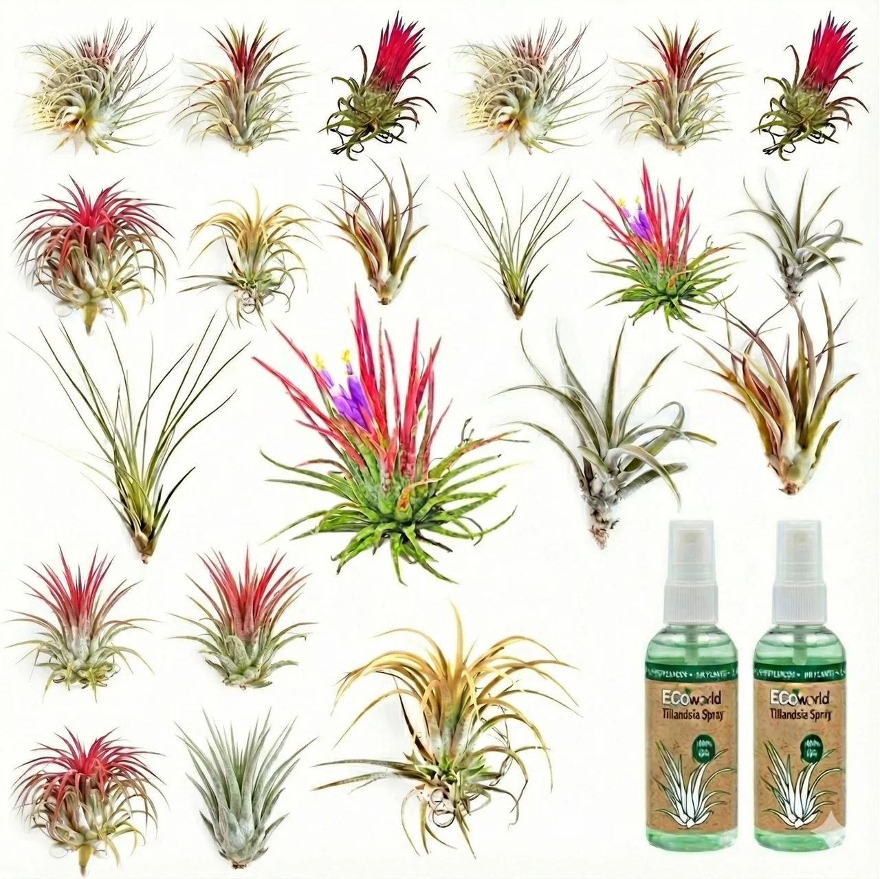 Tillandsia - 20 Unidades - Plantas De Aire - Con Spray