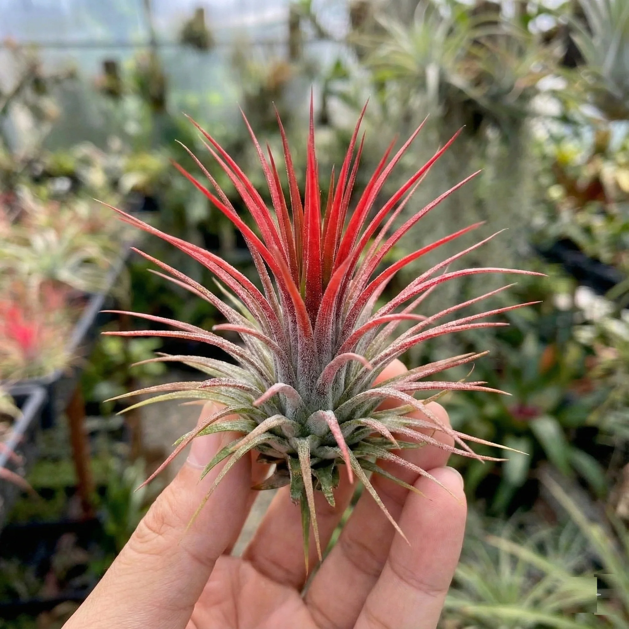 Tillandsia - 20 Unidades - Plantas De Aire - Con Spray - Image 3