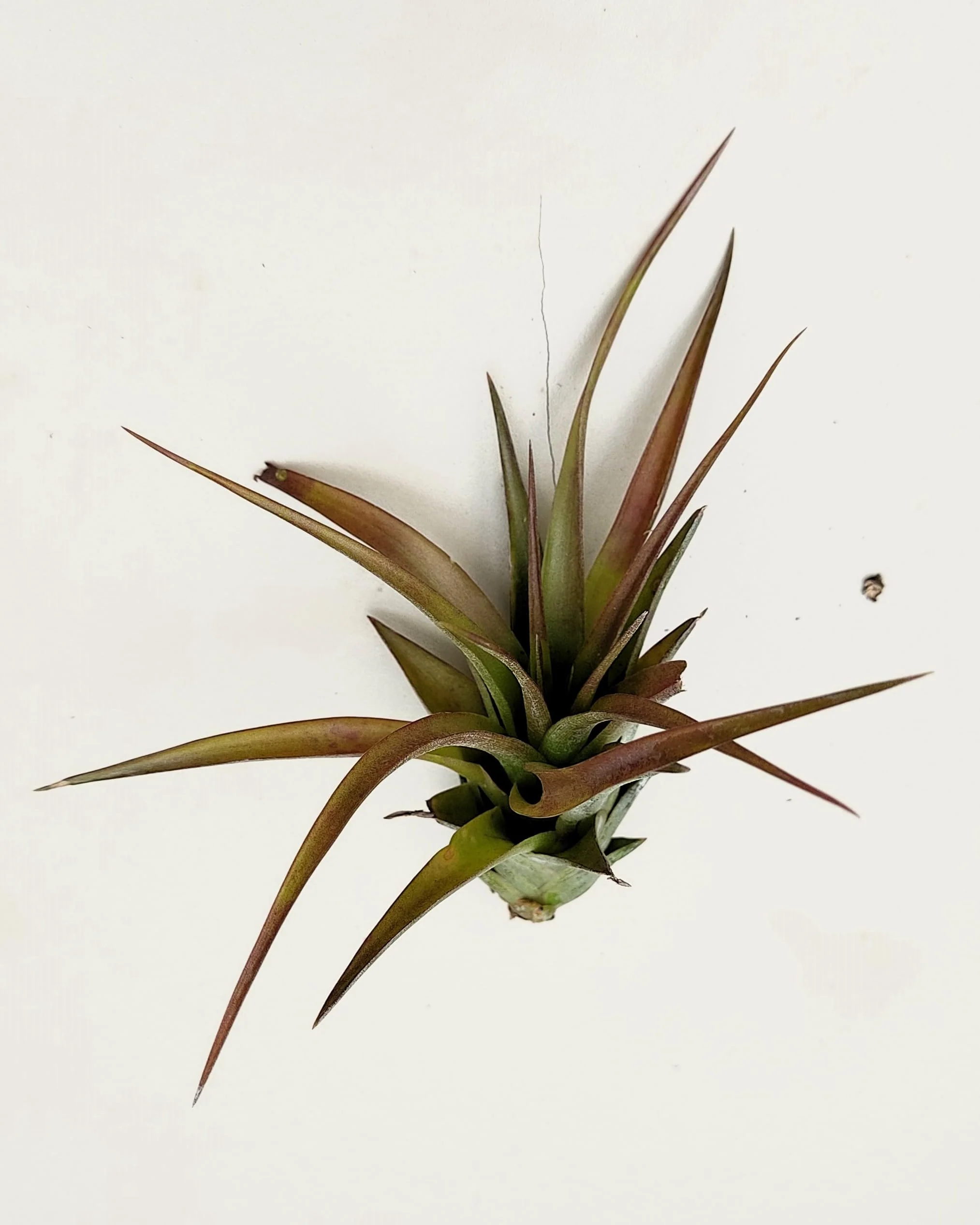 Tillandsia brachycaulos var. brachycaulos; planta del aire, verde/rojo; Curiosarium; altura 10-15 cm, diámetro 10-20 cm - Image 6