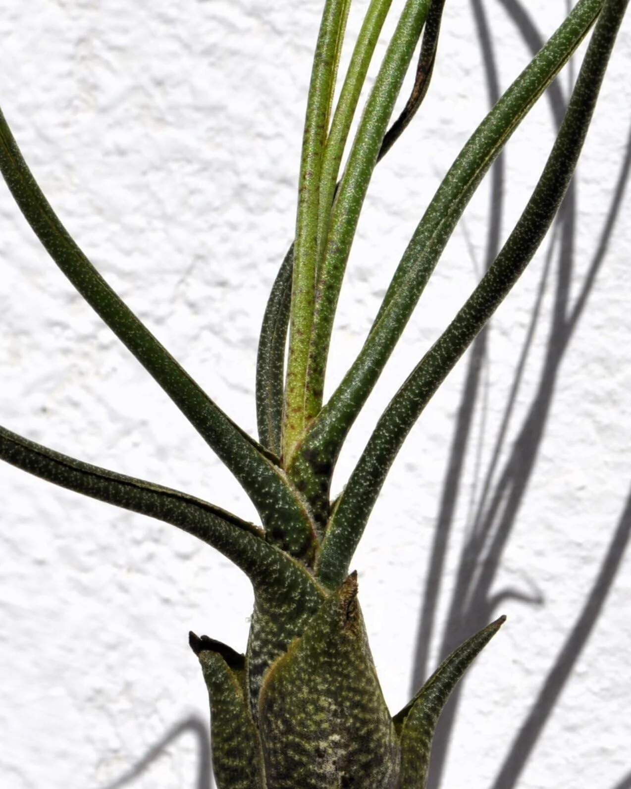 Tillandsia butzii; planta del aire piel de serpiente; Curiosarium; altura 15-25 cm, diámetro 10-15 cm