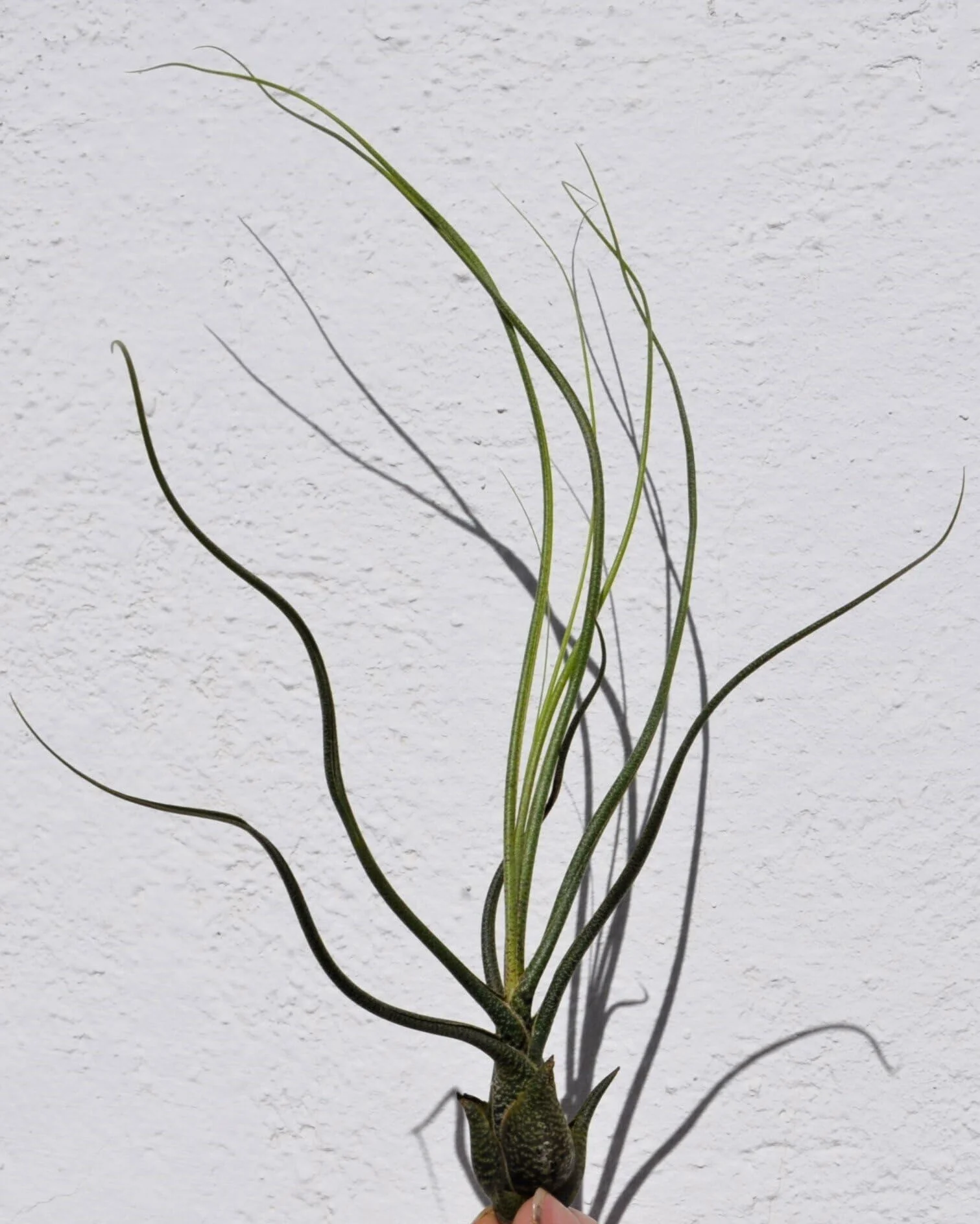 Tillandsia butzii; planta del aire piel de serpiente; Curiosarium; altura 15-25 cm, diámetro 10-15 cm - Image 2
