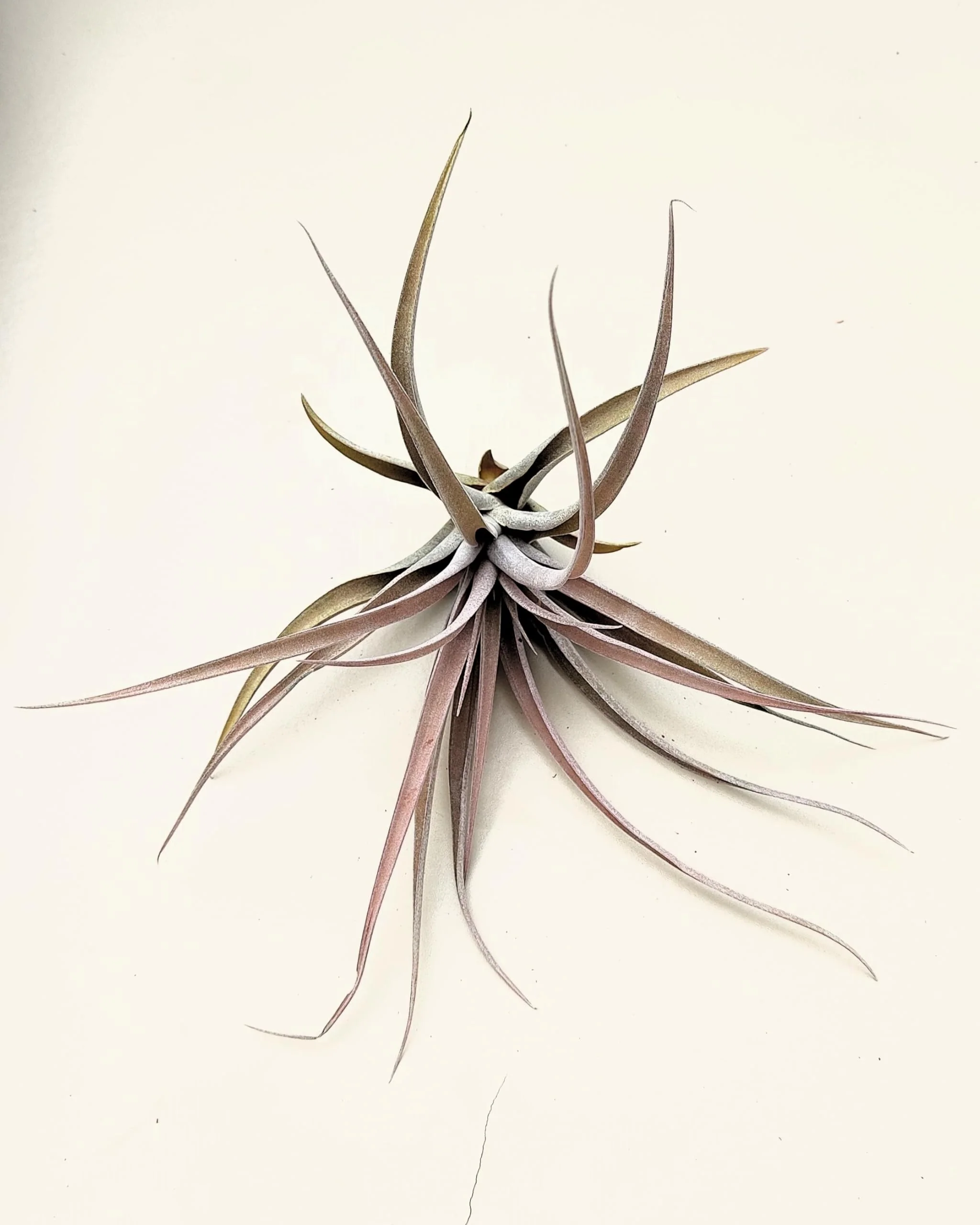 Tillandsia capitata 'Peach'; tillandsia melocotón, planta del aire; Curiosarium; altura 10-20 cm, Diámetro 12-25 cm - Image 3