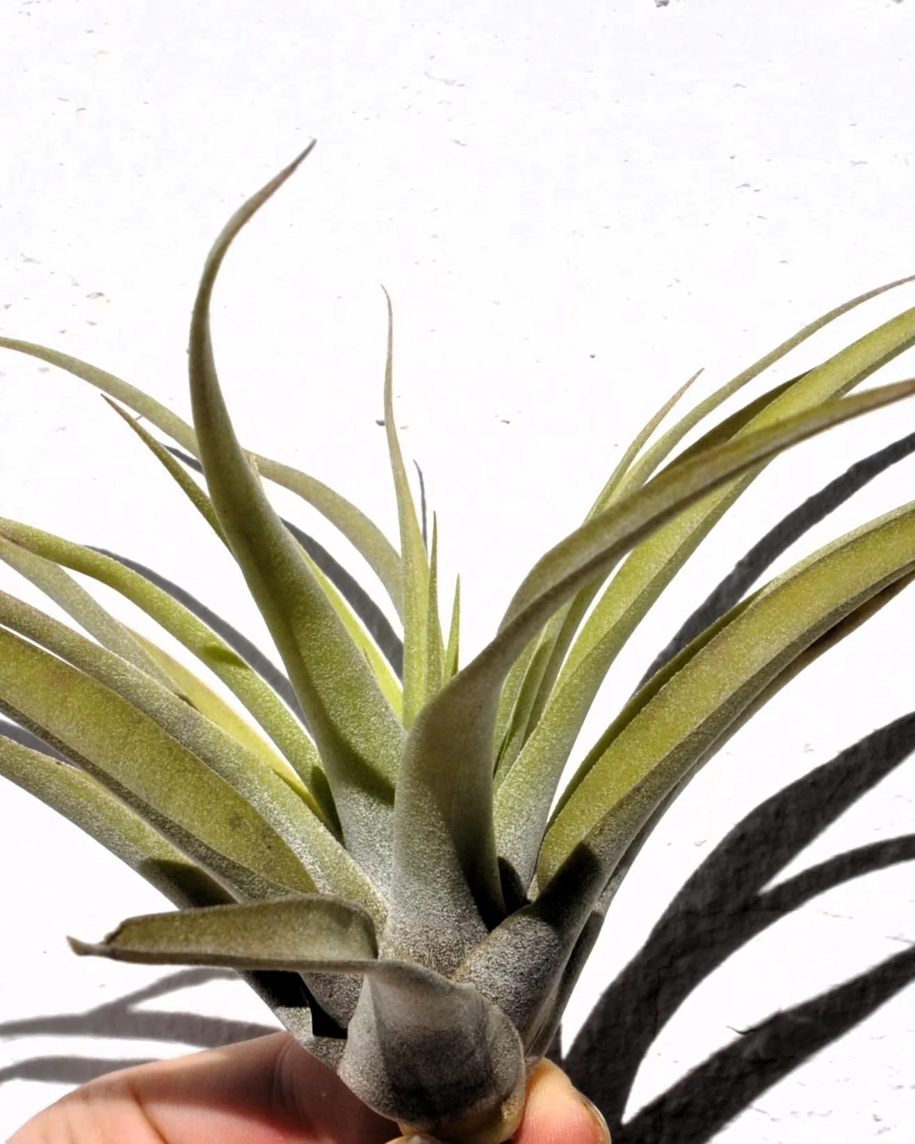 Tillandsia capitata 'Peach'; tillandsia melocotón, planta del aire; Curiosarium; altura 10-20 cm, Diámetro 12-25 cm - Image 4