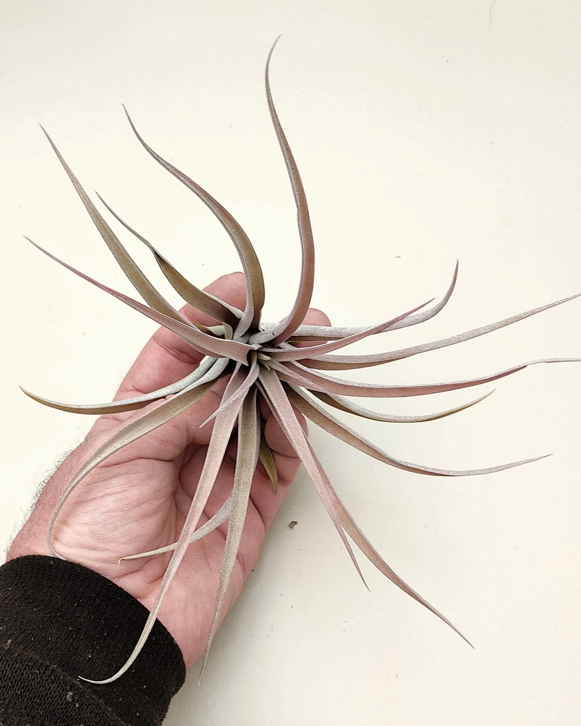 Tillandsia capitata 'Peach'; tillandsia melocotón, planta del aire; Curiosarium; altura 10-20 cm, Diámetro 12-25 cm - Image 5