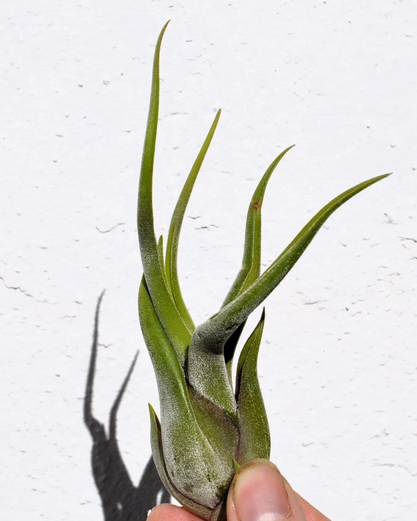 Tillandsia caput-medusae [S], planta pulpo, cabeza de Medusa; Curiosarium; altura 10-13 cm, diámetro 5-10 cm - Image 4