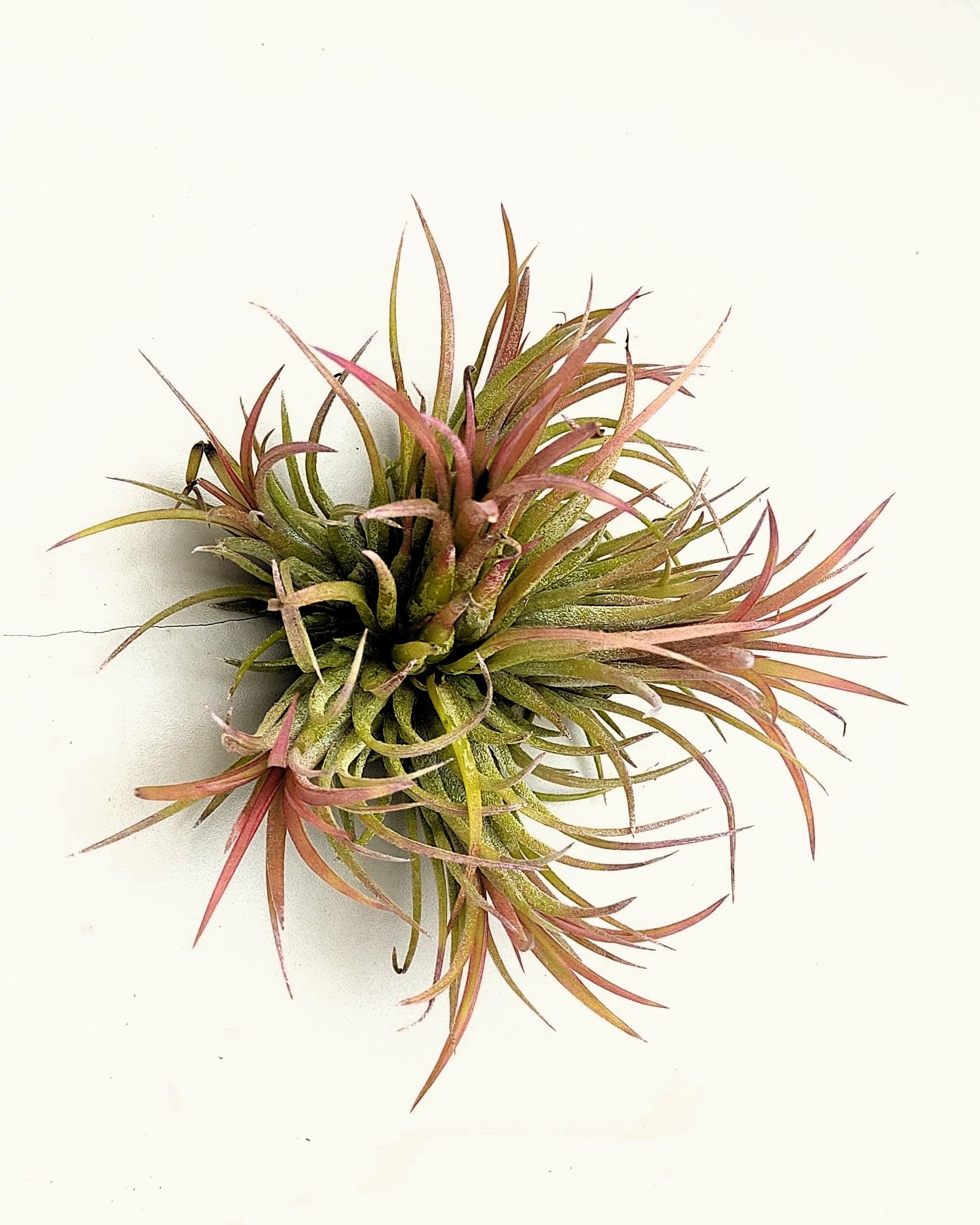 Tillandsia ionantha rubra clump; planta del aire, mata de plantas; Curiosarium; altura 10 cm, diámetro 15-18 cm - Image 3