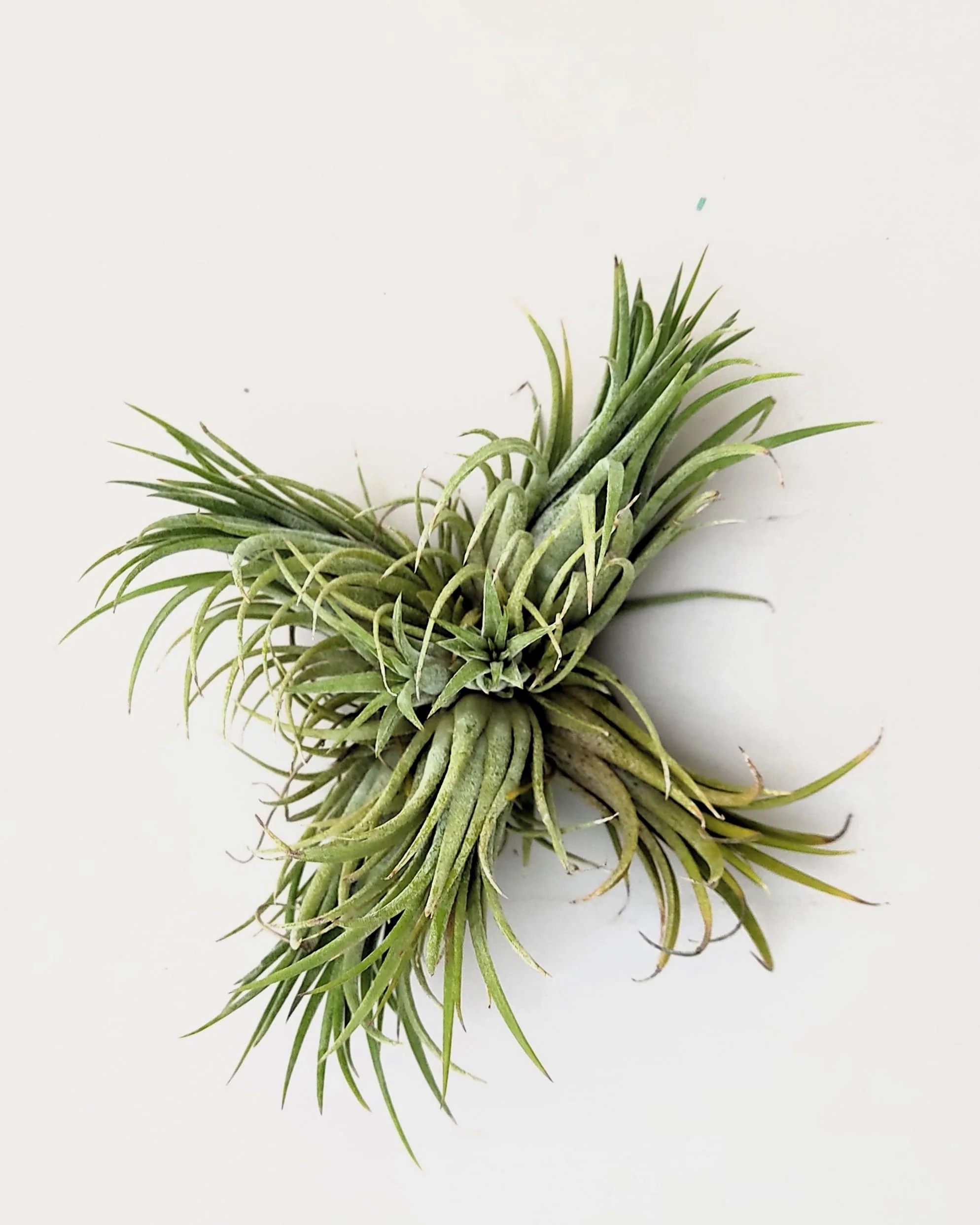Tillandsia ionantha rubra clump; planta del aire, mata de plantas; Curiosarium; altura 10 cm, diámetro 15-18 cm - Image 6