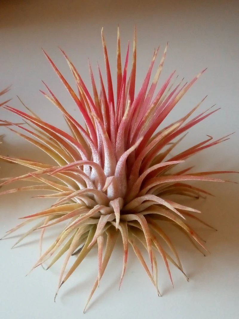 Tillandsia Ionantha Var Rubra Planta Clavel Aire