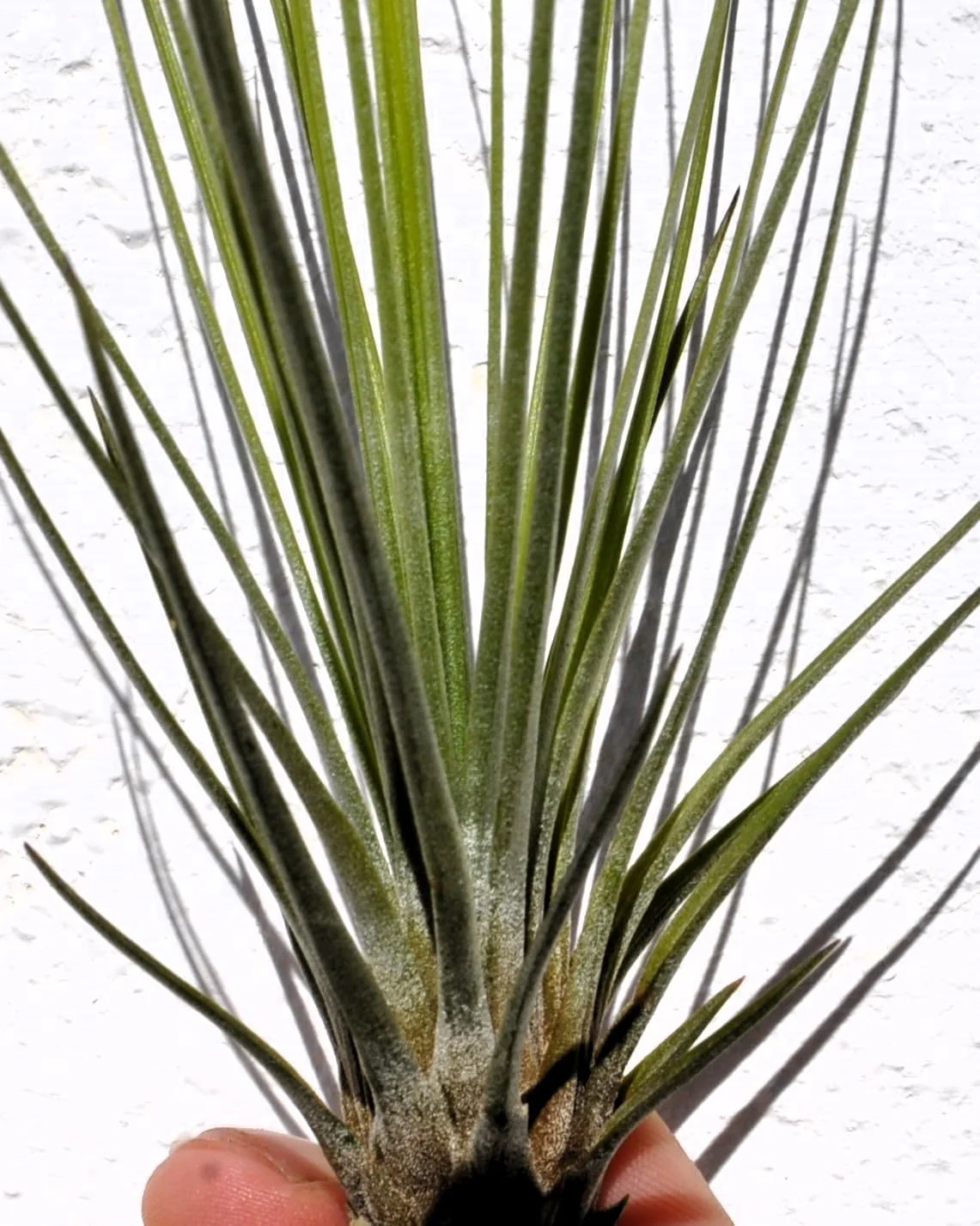 Tillandsia juncifolia; tillandsia de hojas de junco, planta del aire; Curiosarium; altura 20-25 cm, diámetro 10-15 cm - Image 2