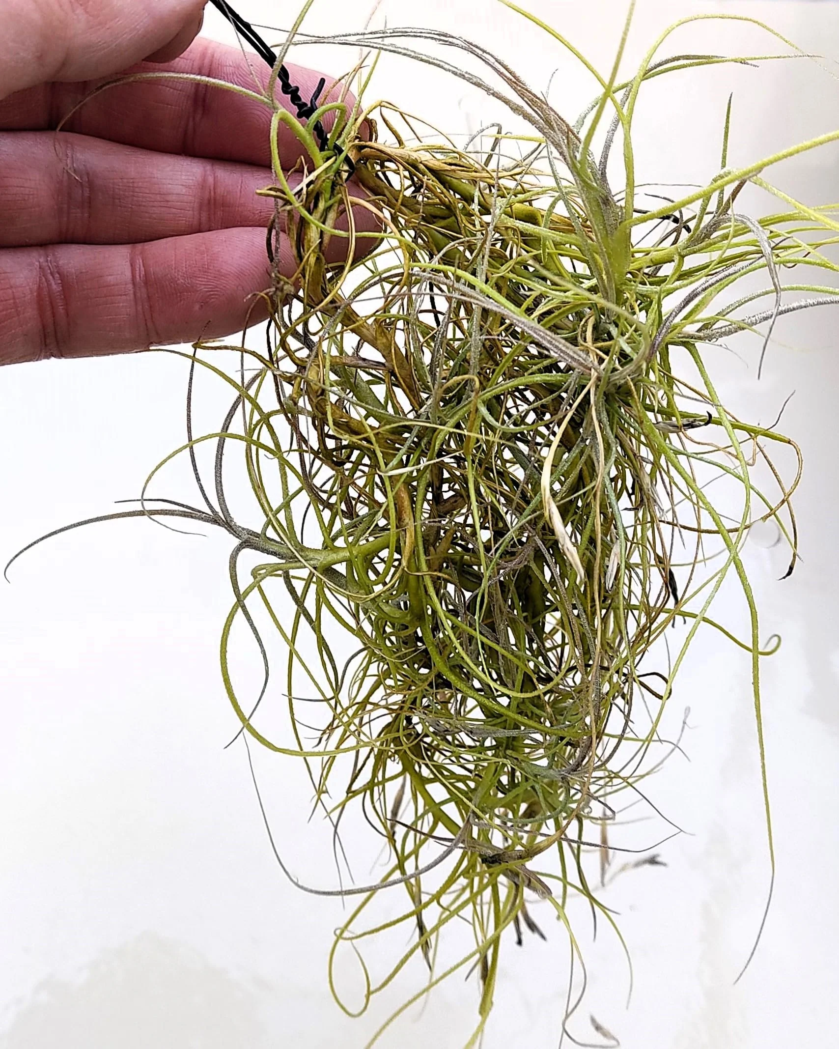 Tillandsia mallemontii; planta del aire enmarañada, flores fragantes; Curiosarium; altura 15-35 cm, diámetro 10-15 cm