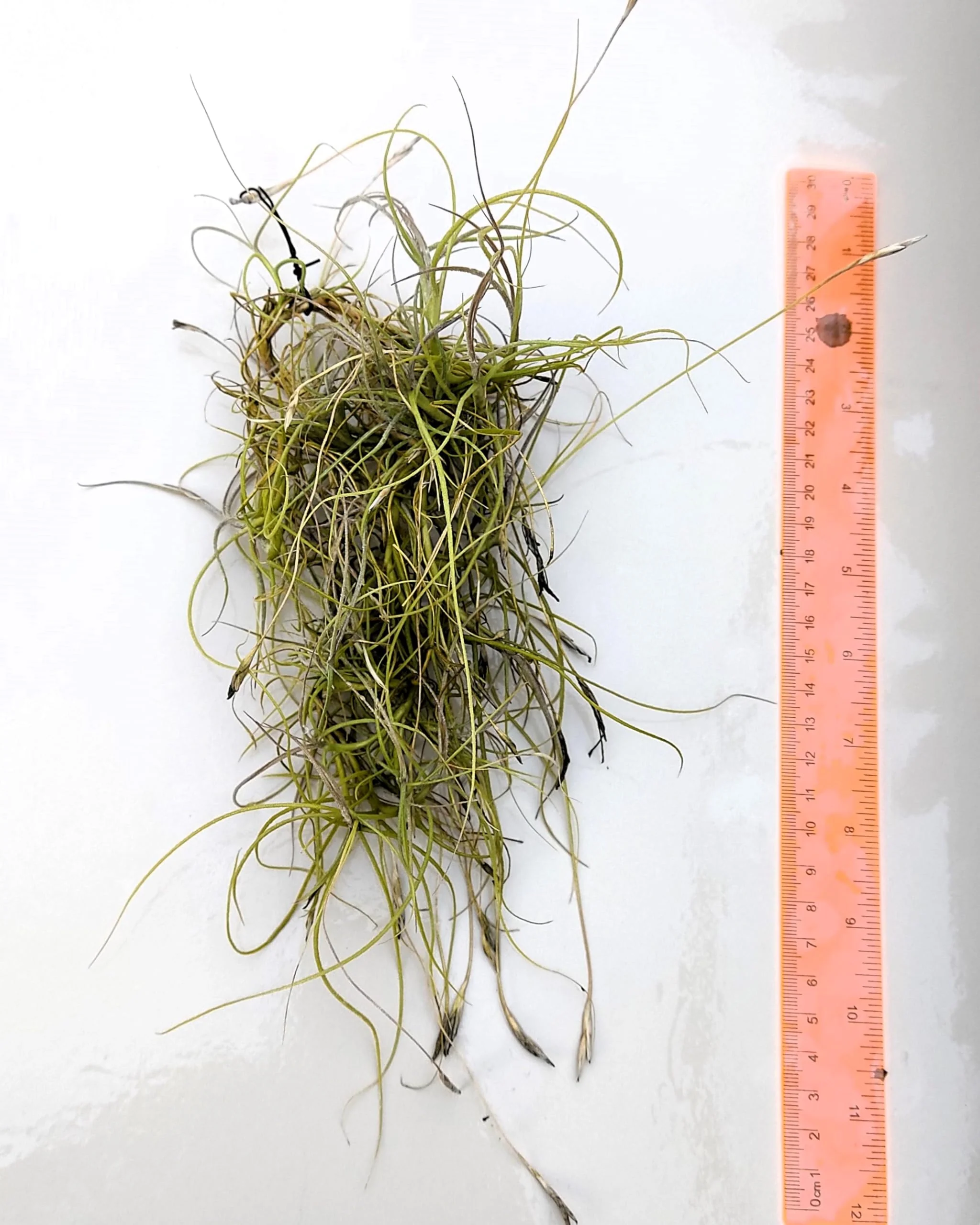 Tillandsia mallemontii; planta del aire enmarañada, flores fragantes; Curiosarium; altura 15-35 cm, diámetro 10-15 cm - Image 2