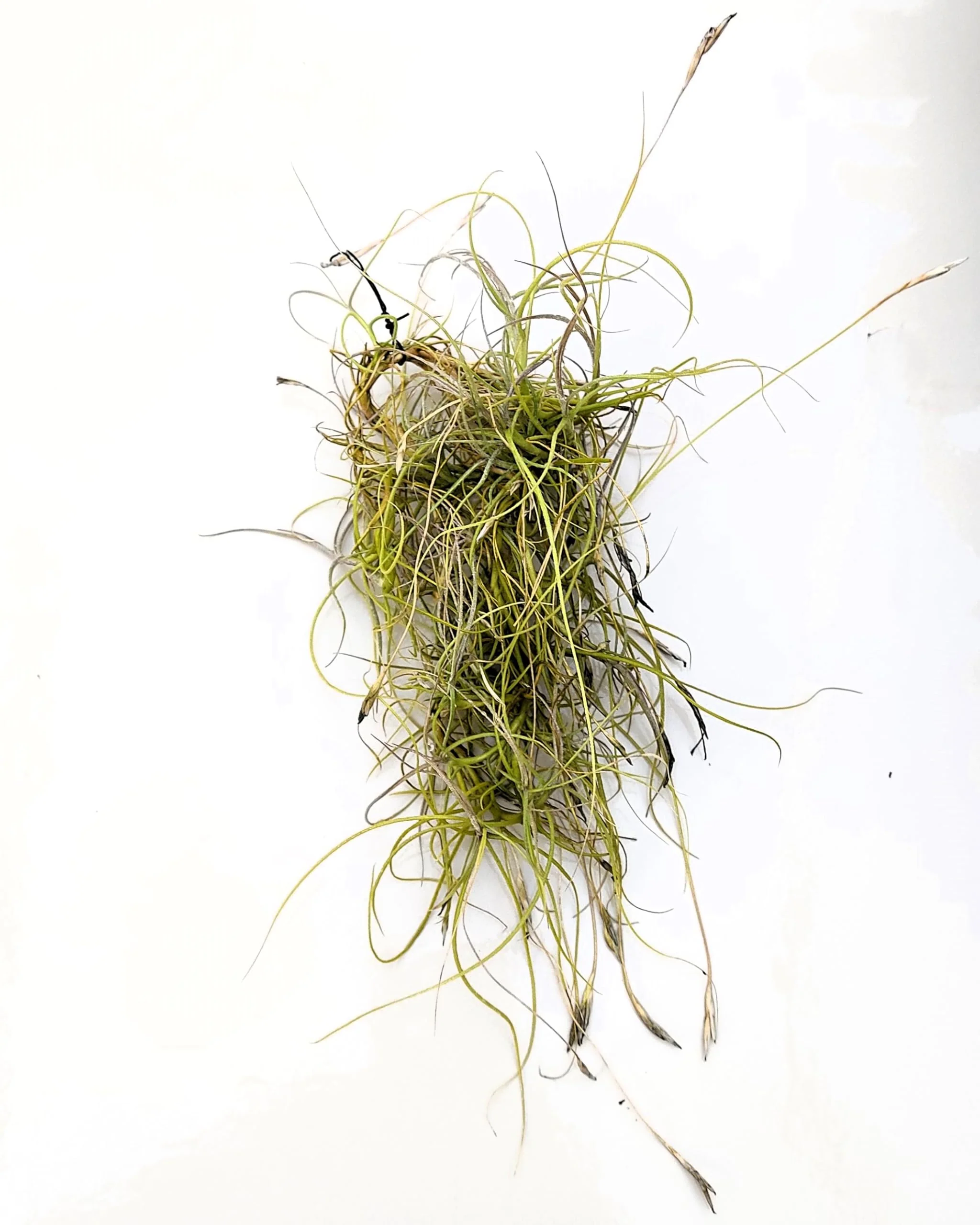Tillandsia mallemontii; planta del aire enmarañada, flores fragantes; Curiosarium; altura 15-35 cm, diámetro 10-15 cm - Image 3