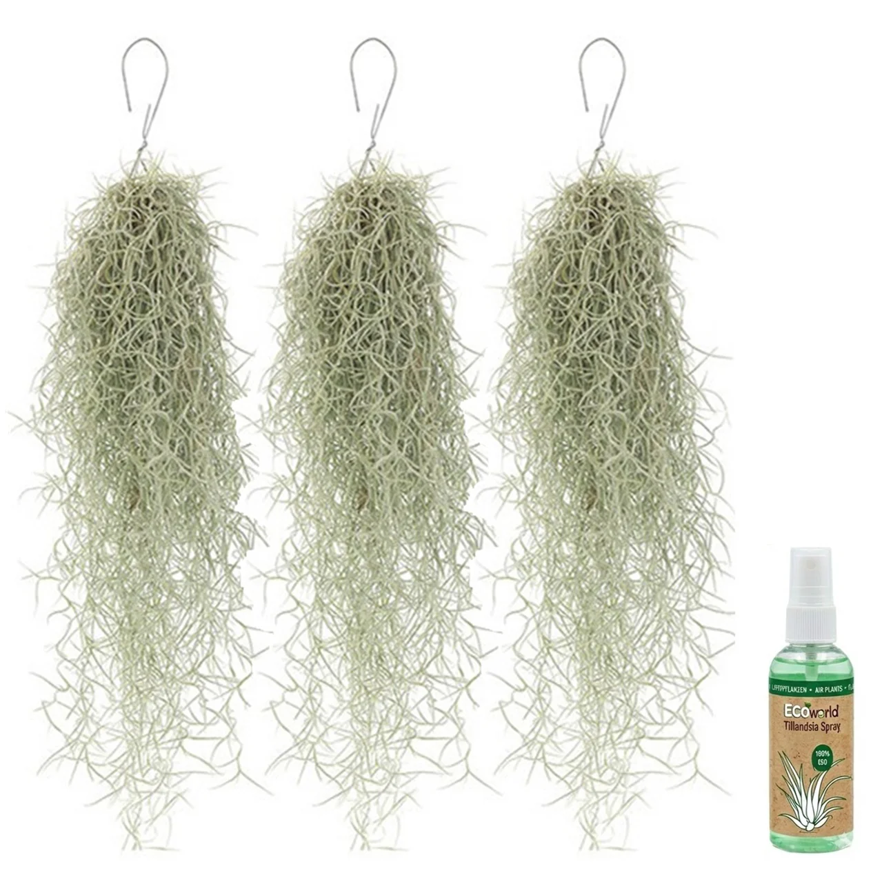 Tillandsia Musgo Español 3 Unidades - Planta De Aire Decorativa