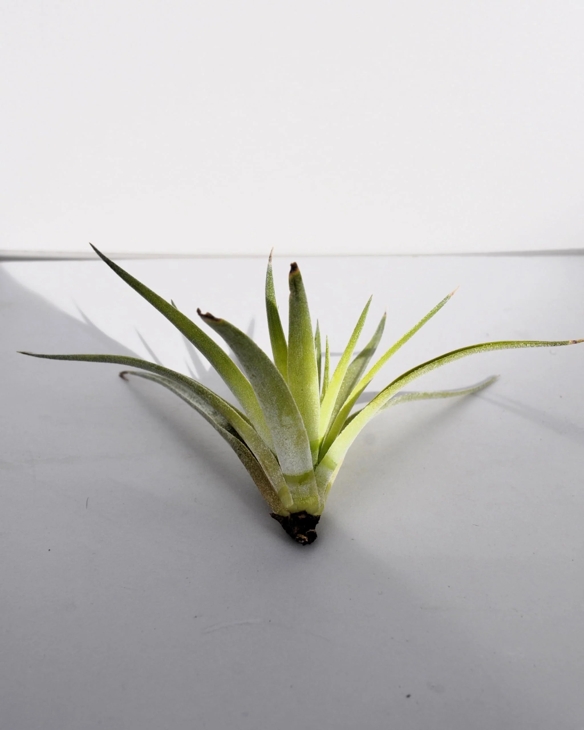 Tillandsia plagiotropica; planta del aire verde plateada; Curiosarium; altura 10-12 cm, diámetro 12-15 cm - Image 3