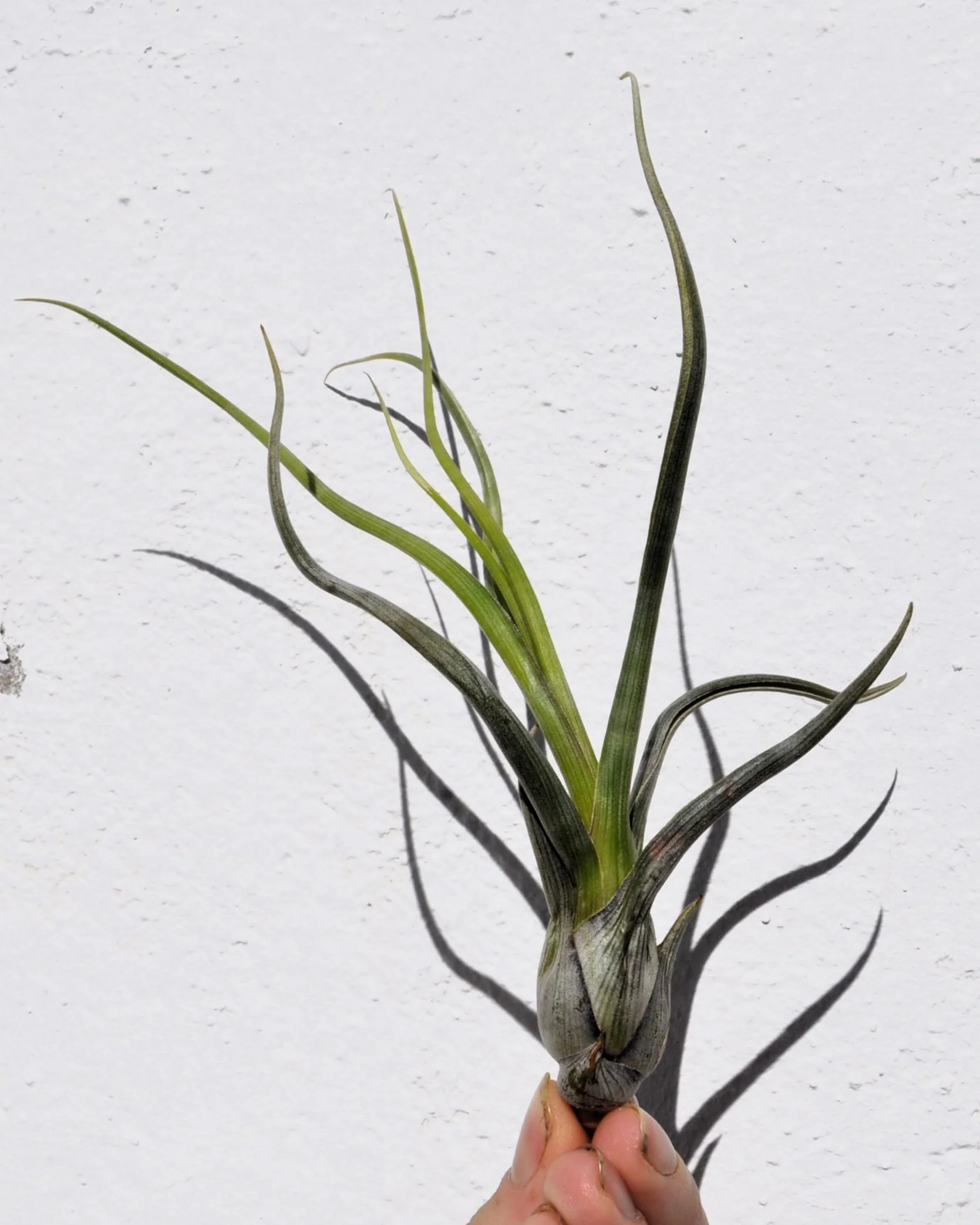 Tillandsia pseudobaileyi [M]; planta del aire, fácil cultivo; Curiosarium; altura 20-30 cm, diámetro 10-20 cm - Image 3