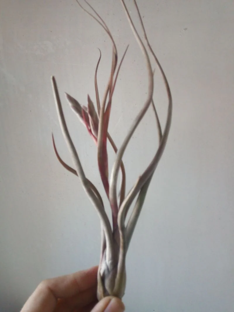 Tillandsia Pseudobaleyi Clavel De Aire Tillandsias