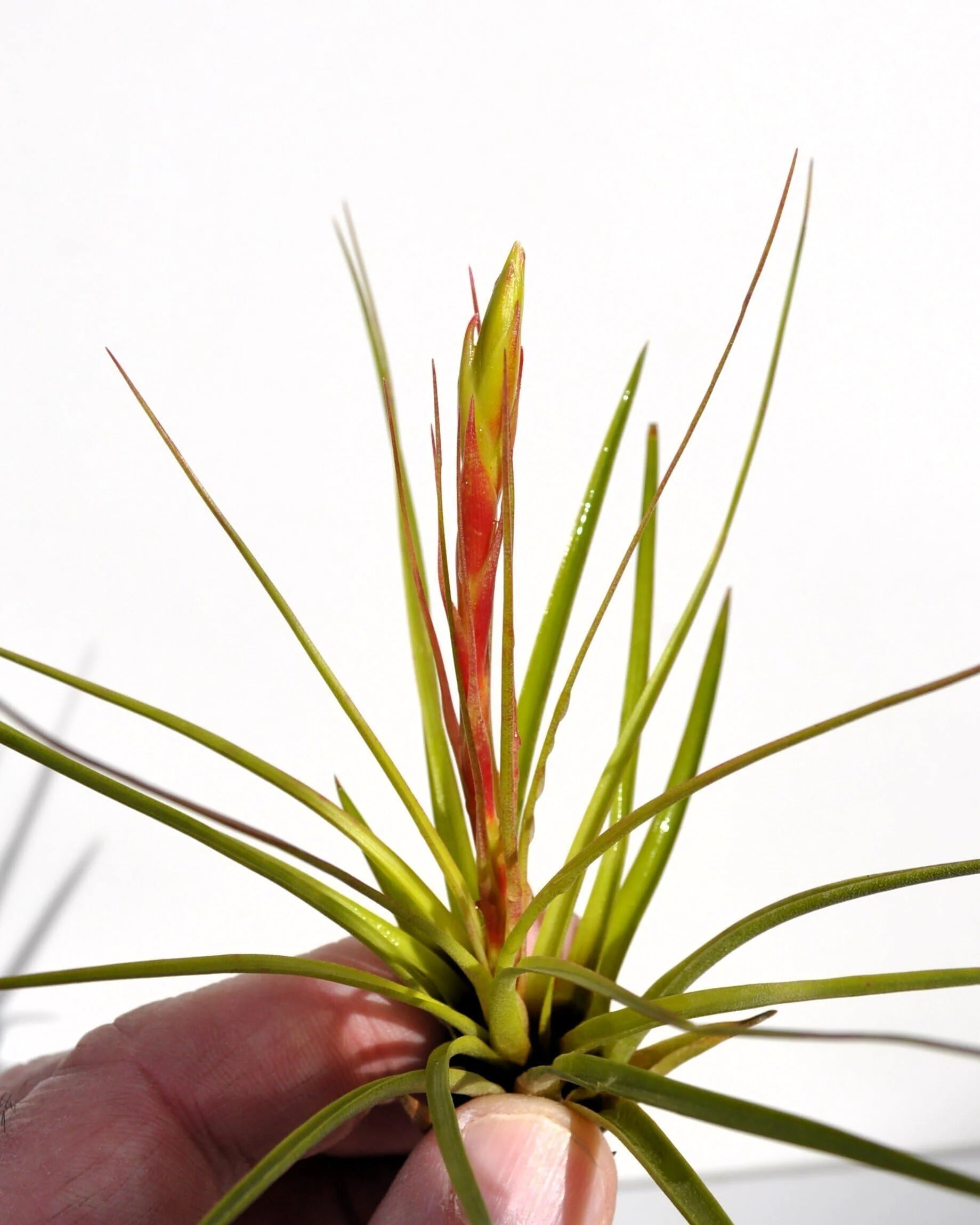 Tillandsia tricolor [S]; planta del aire, inflorescencia tricolor; Curiosarium; altura 12 cm, diámetro 8 cm