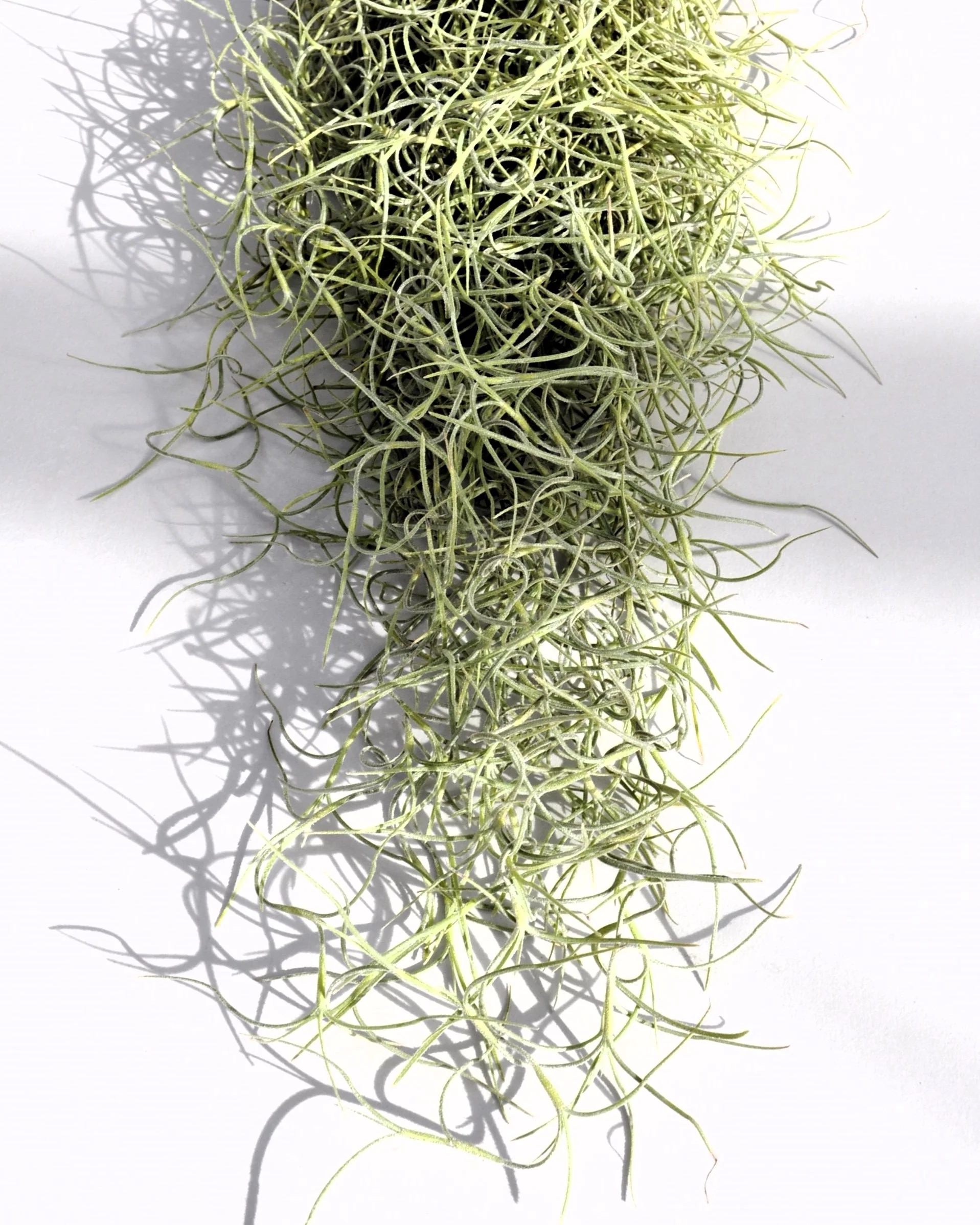 Tillandsia Usneoides Standard (Barba de Viejo Mediana); Planta del Aire Colgante; Curiosarium; 50-60 cm Largo - Image 6