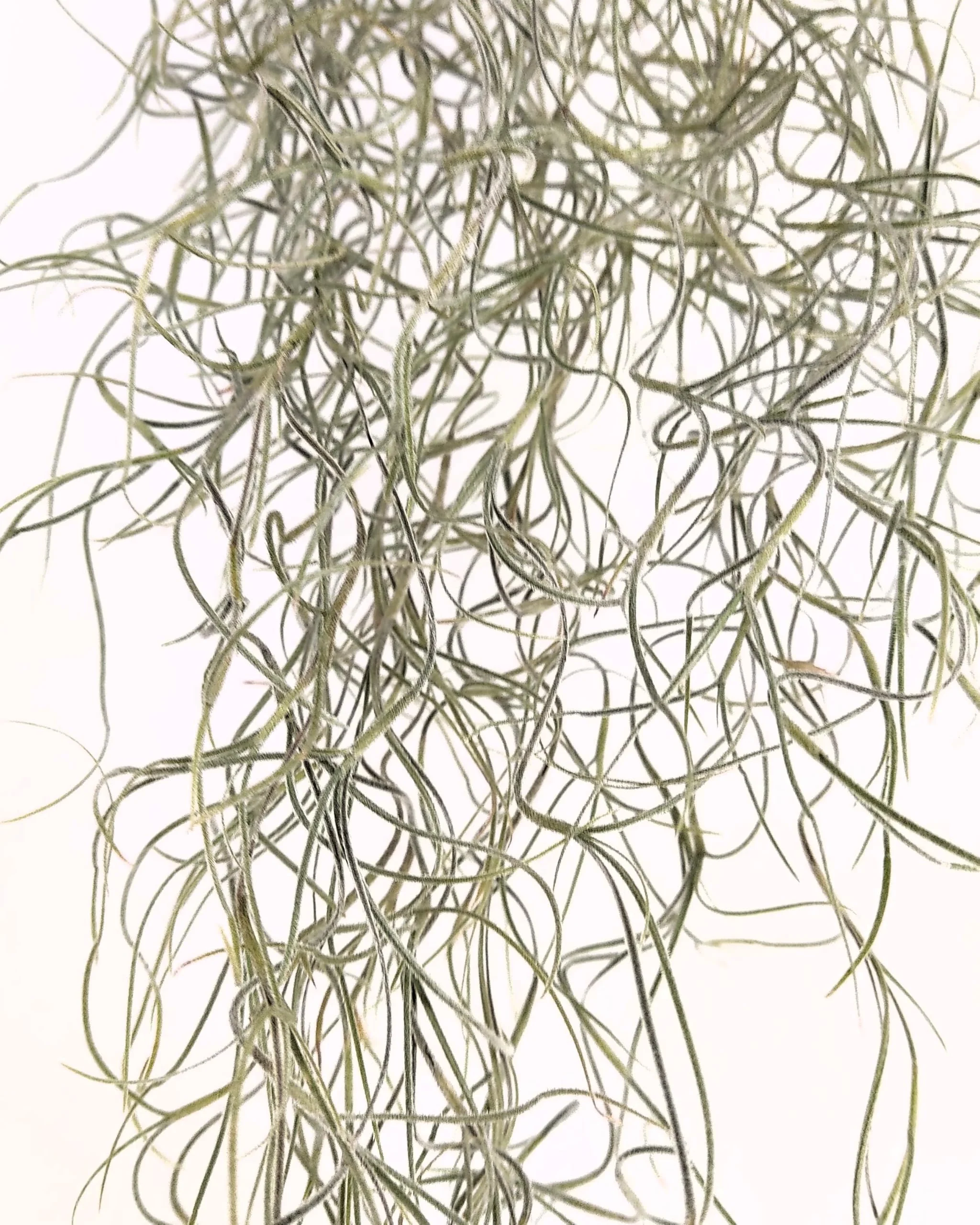 Tillandsia usneoides [XL] (barba de viejo); planta del aire colgante; Curiosarium; longitud 100 cm, diámetro 15 cm - Image 4